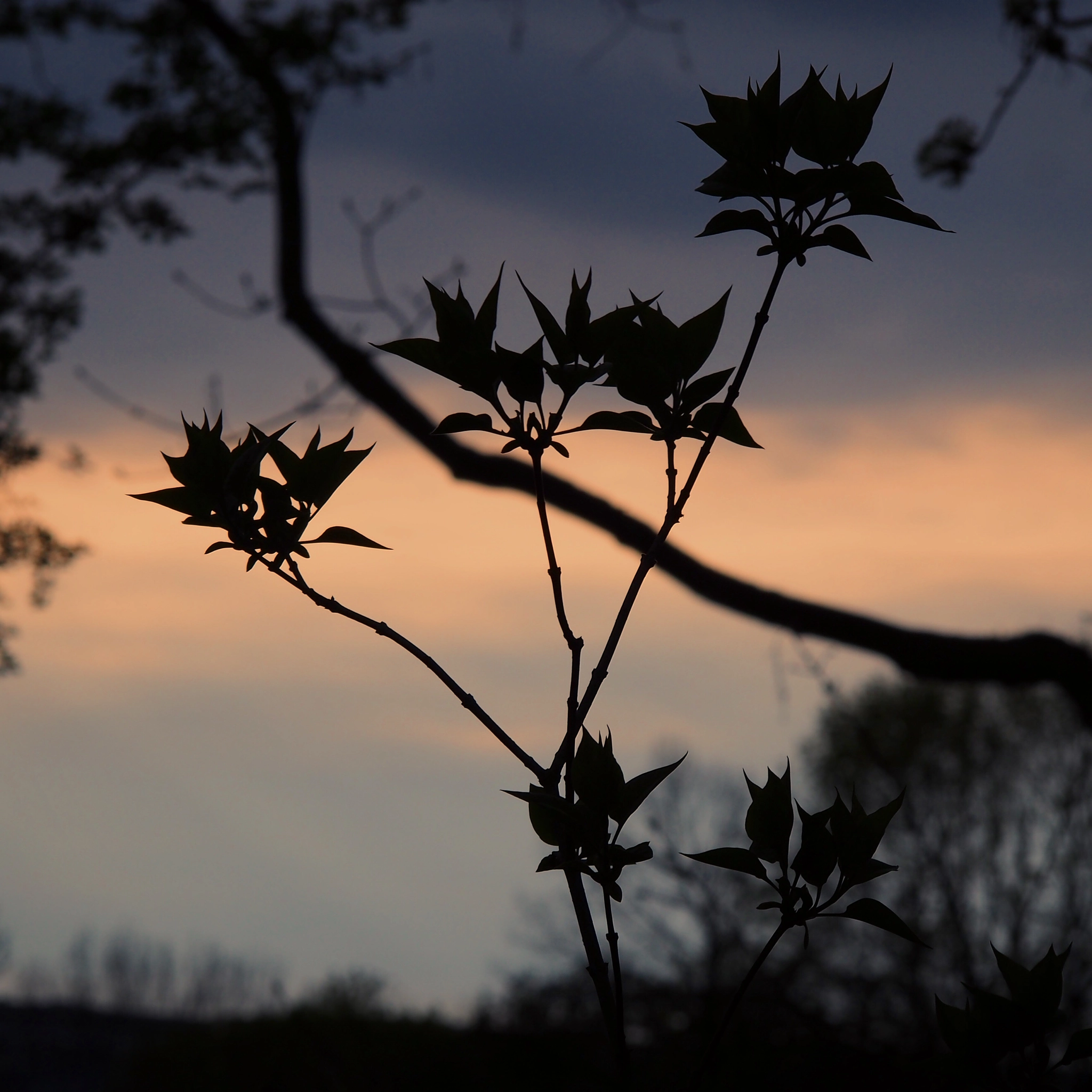 Olympus PEN E-PM2 sample photo. Springset photography