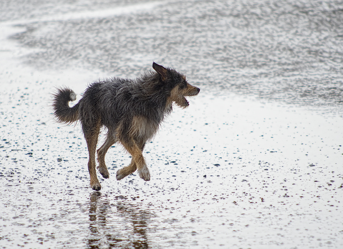 Nikon D750 + AF Nikkor 70-210mm f/4-5.6 sample photo. Aérien photography