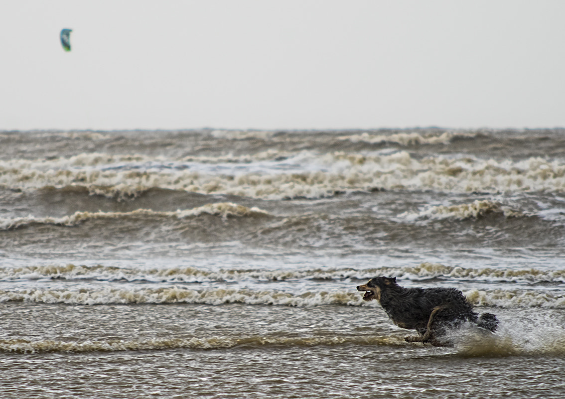 AF Nikkor 70-210mm f/4-5.6 sample photo. Attraper la voile photography