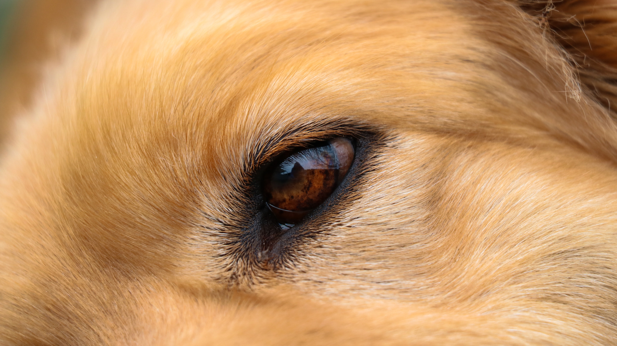 Canon EF-S 18-135mm F3.5-5.6 IS STM sample photo. My dog's eye photography