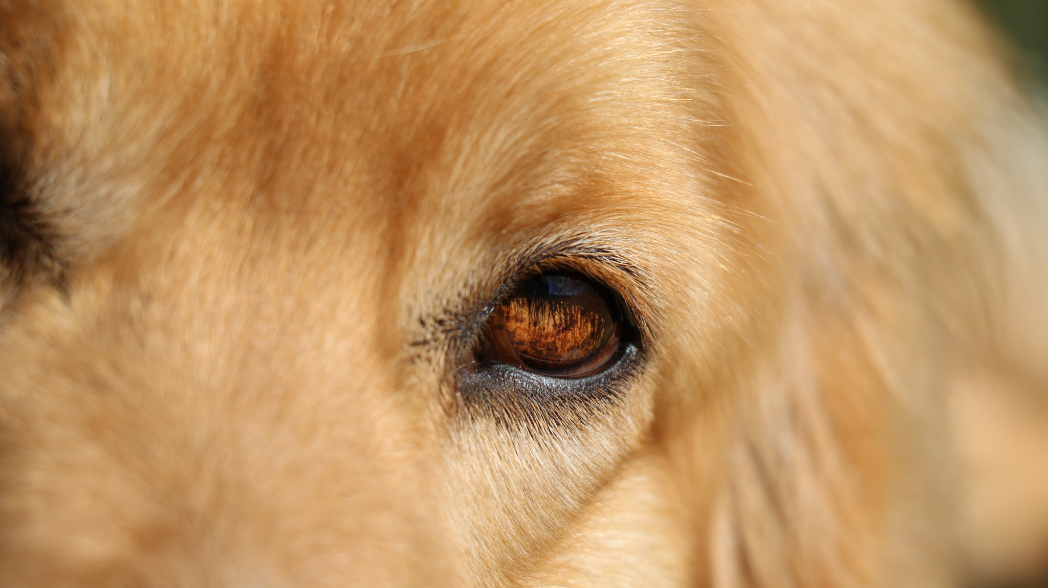 Canon EF-S 18-135mm F3.5-5.6 IS STM sample photo. My dog's eye photography