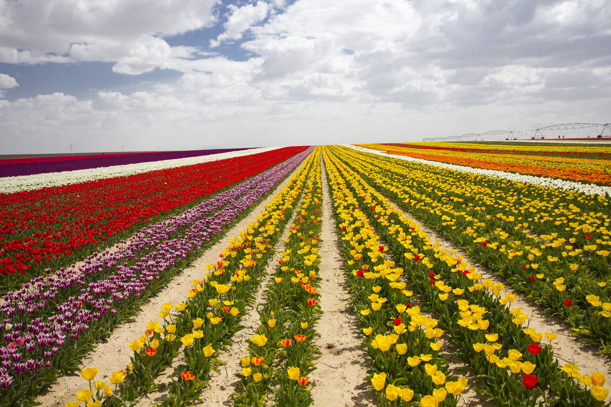 Sigma 17-70mm F2.8-4 DC Macro OS HSM sample photo. Tulips field photography