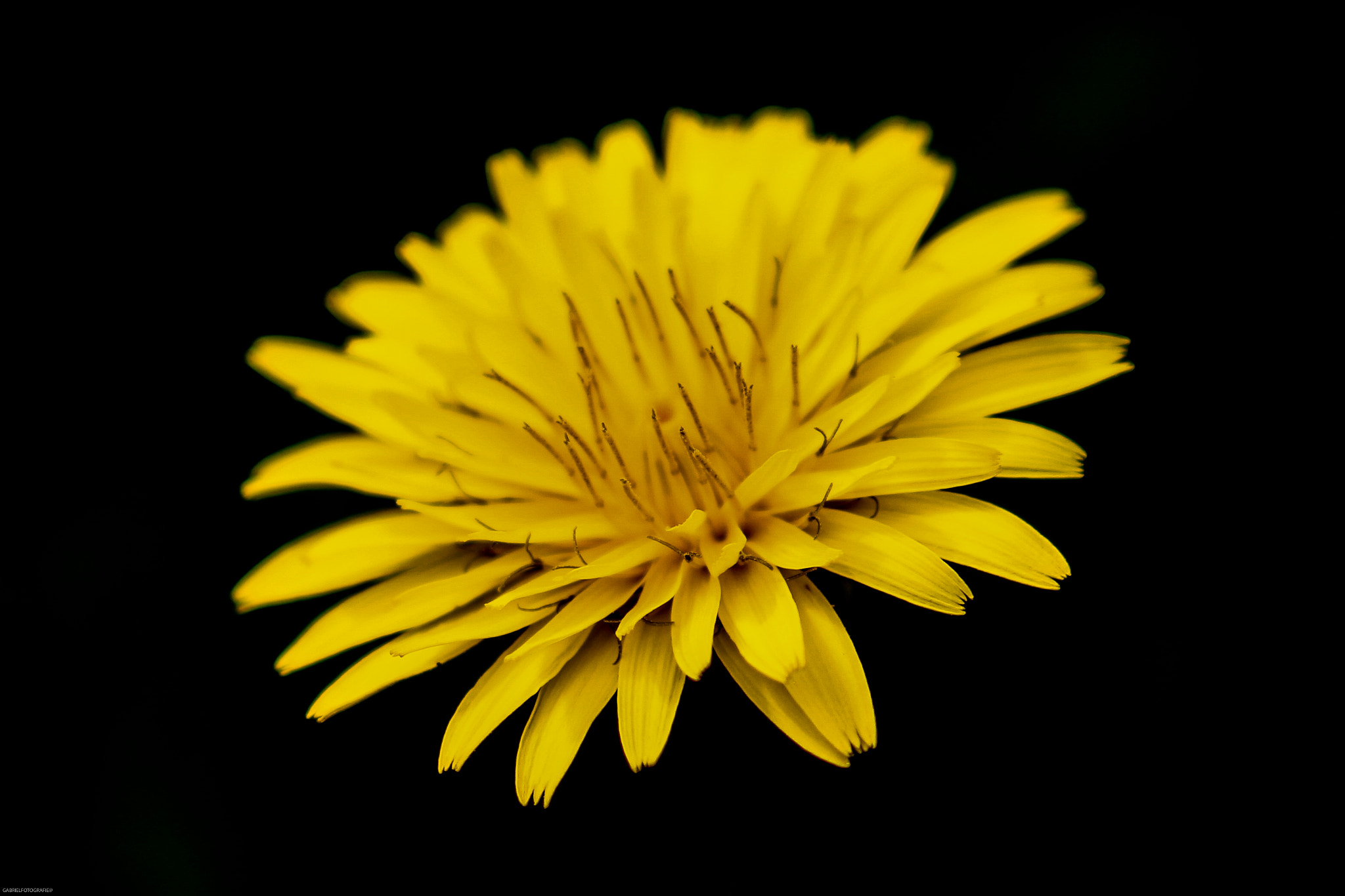 Canon EF 24-105mm F3.5-5.6 IS STM sample photo. Floare galbena photography