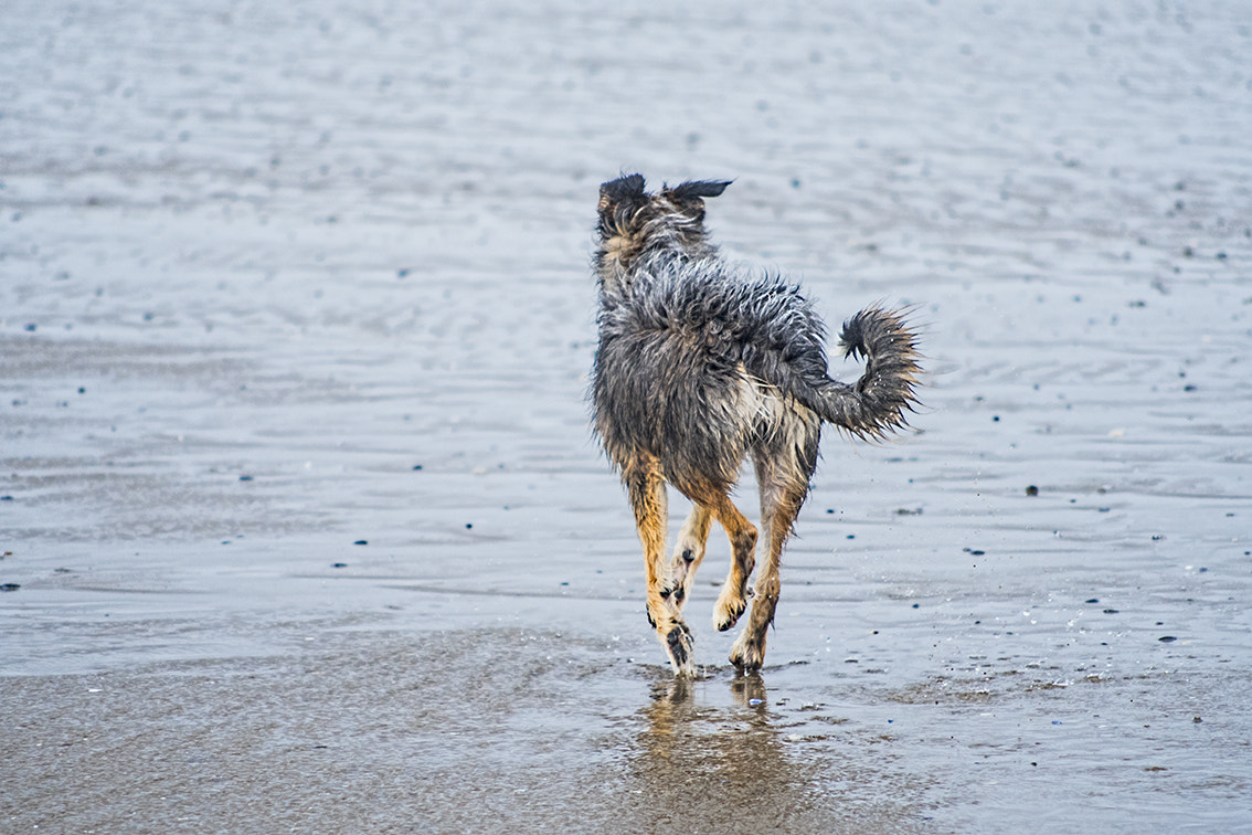 Nikon D750 + AF Nikkor 70-210mm f/4-5.6 sample photo. Face au vent photography