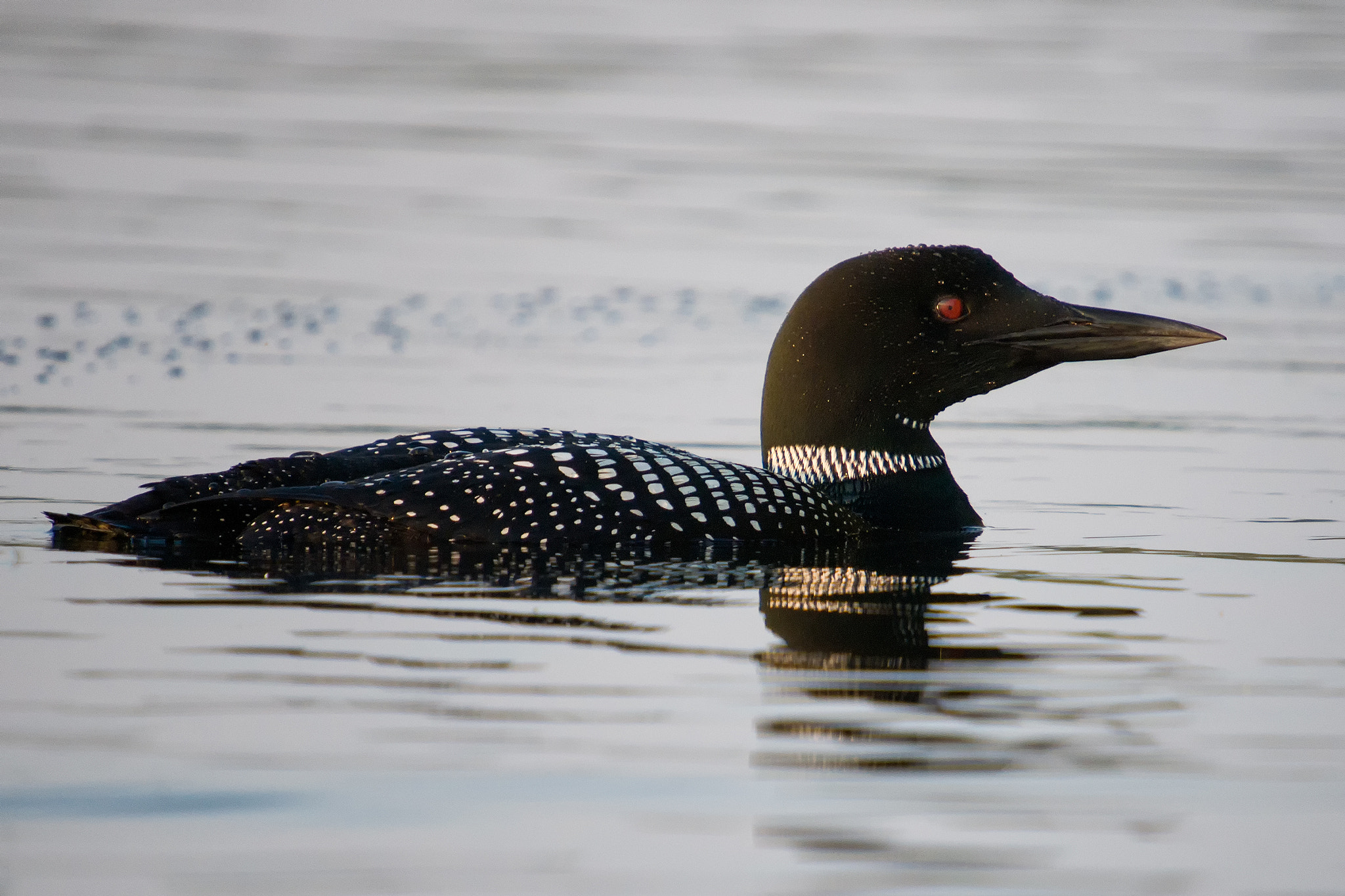 Sony Alpha DSLR-A700 + Minolta AF 300mm F2.8 HS-APO G sample photo. 'gavia immer' photography