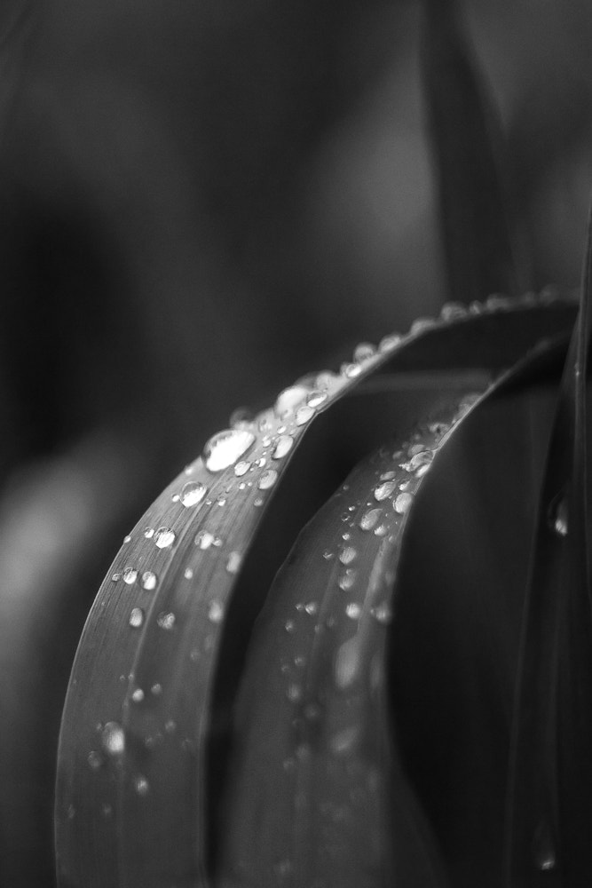 Canon EF 28-80mm f/3.5-5.6 sample photo. Toboggan photography