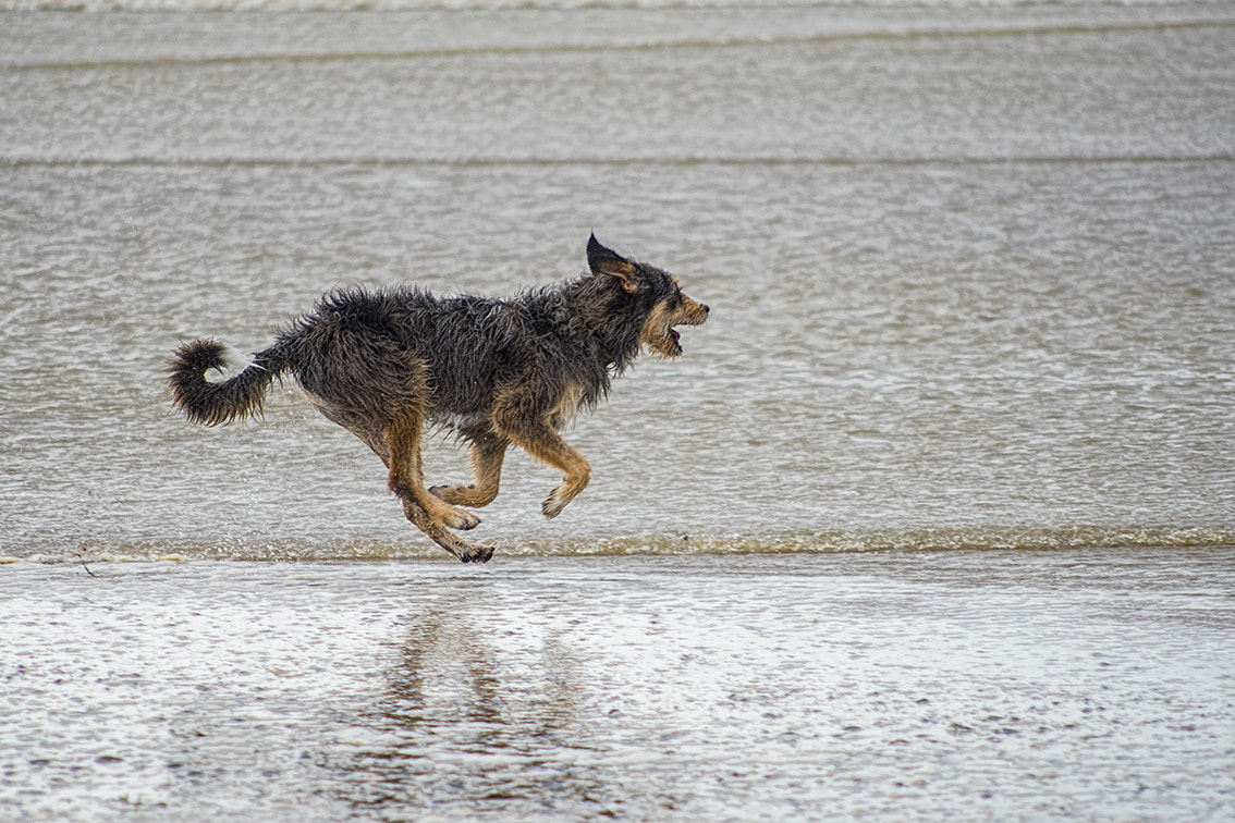 Nikon D750 + AF Nikkor 70-210mm f/4-5.6 sample photo. Galop de chasse photography