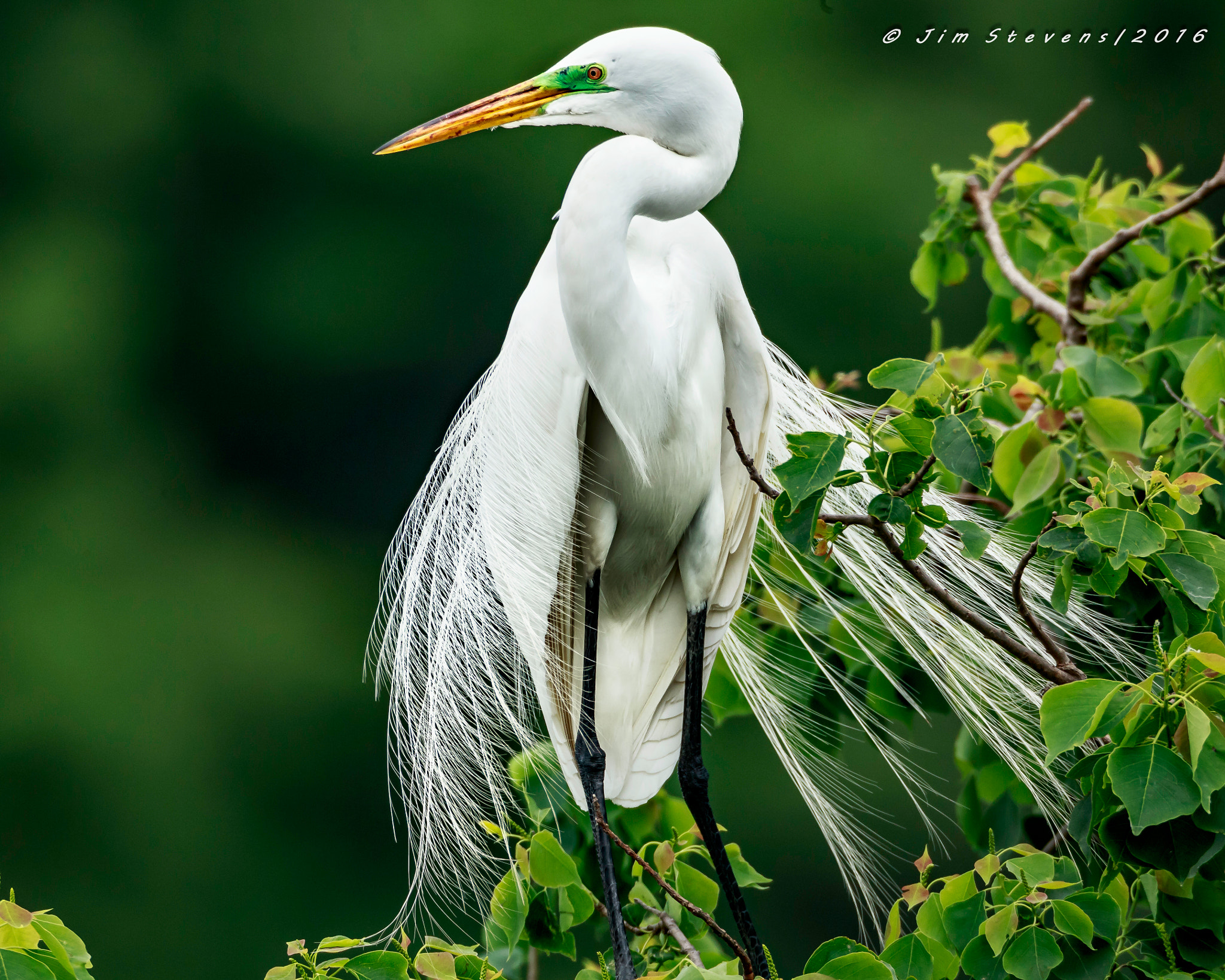Canon EF 600mm f/4L IS + 2x sample photo. Great egret ad7w3660 photography