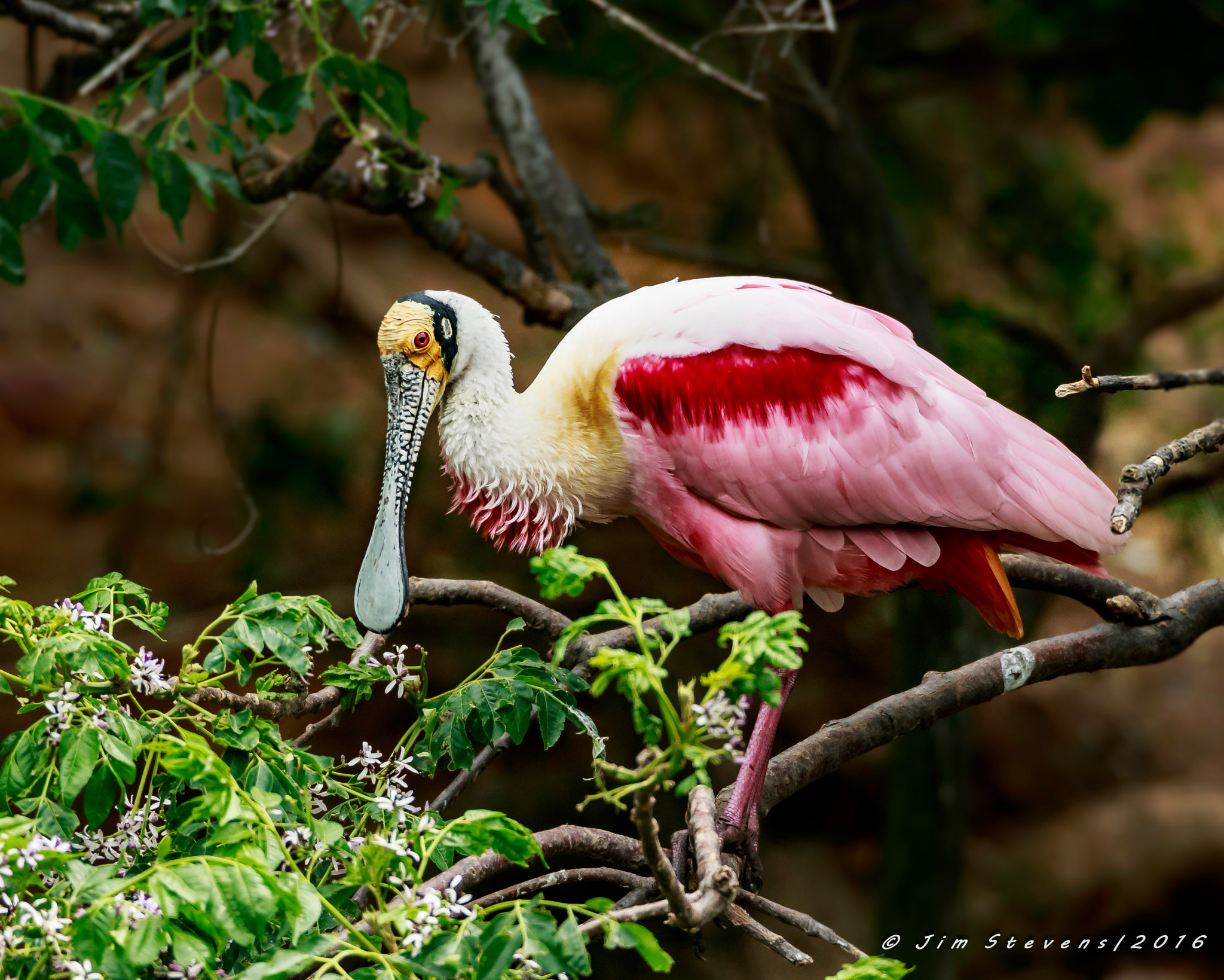 Canon EF 600mm F4L IS USM sample photo. Roseate spoonbill ad7w4134 photography