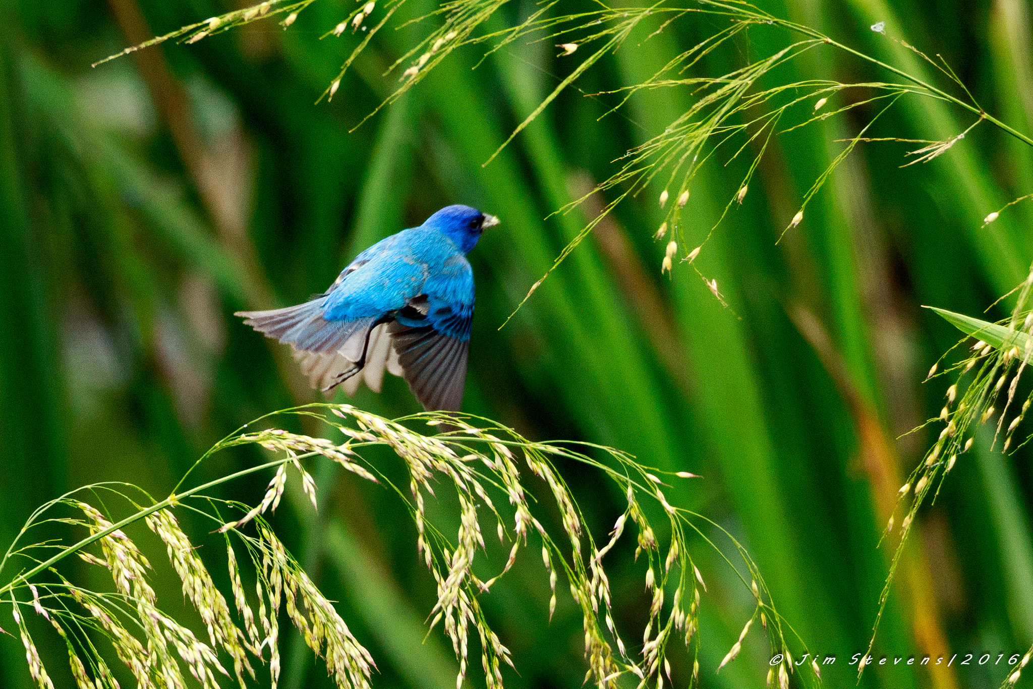 Canon EF 600mm F4L IS USM sample photo. Indigo bunting in flight ad7w3976 photography