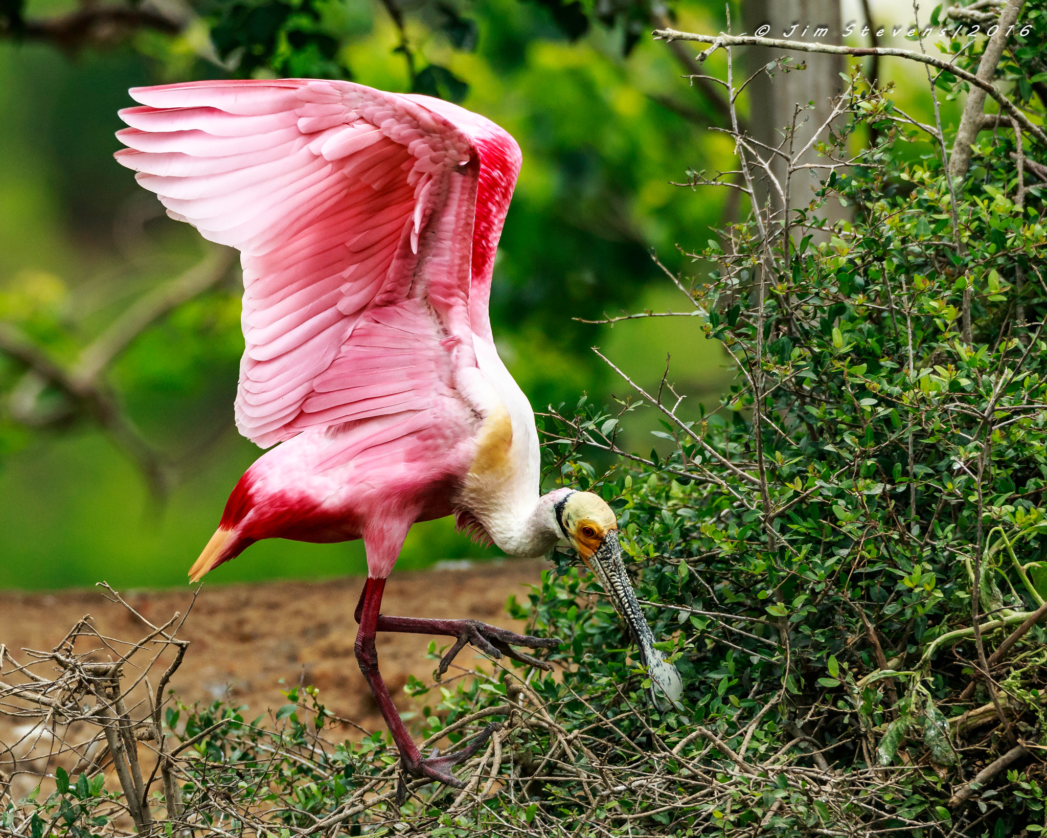 Canon EOS-1D X + Canon EF 600mm F4L IS USM sample photo. Roseate spoonbill ad7w4194 photography