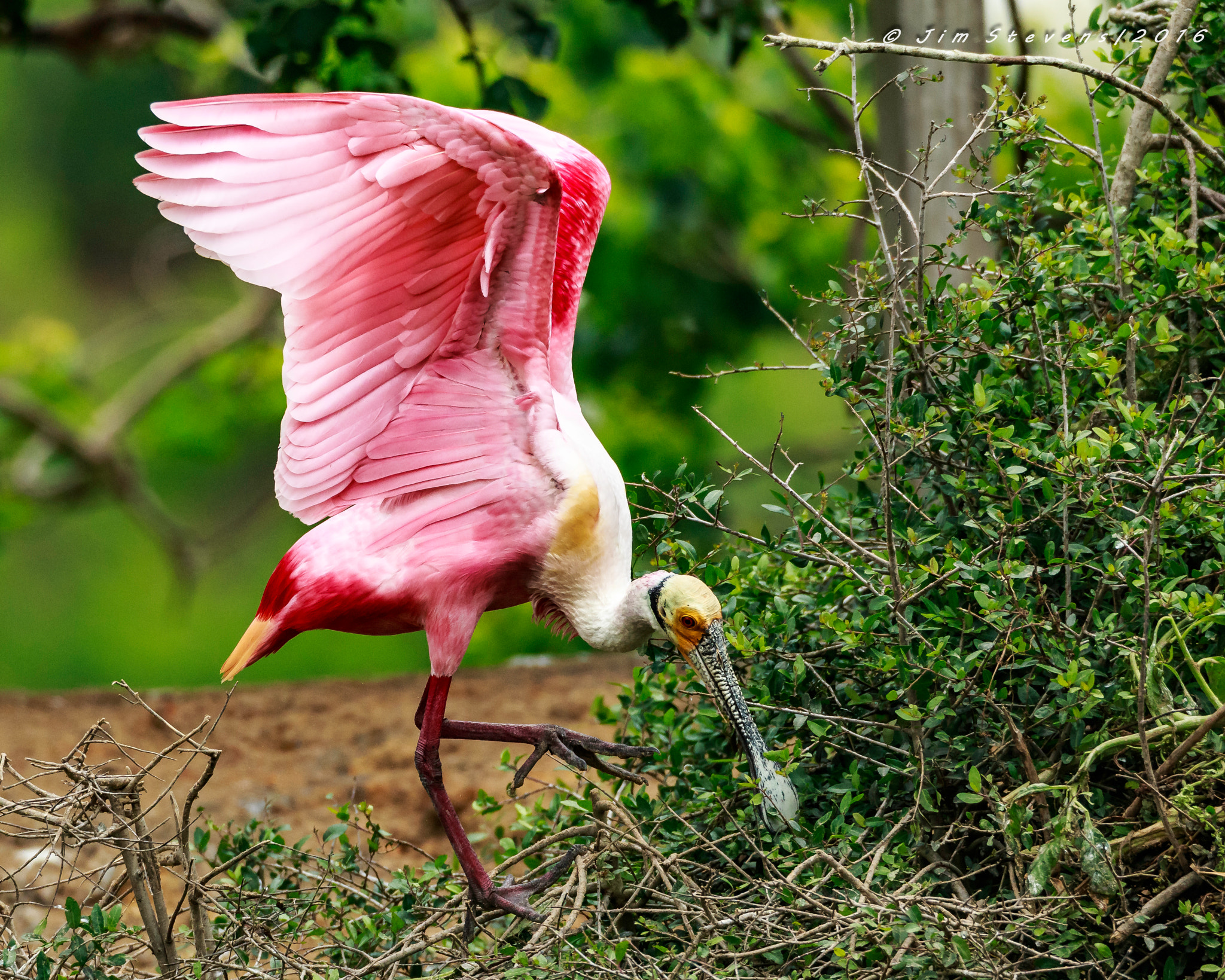 Canon EF 600mm F4L IS USM sample photo. Roseate spoonbill ad7w4194 photography