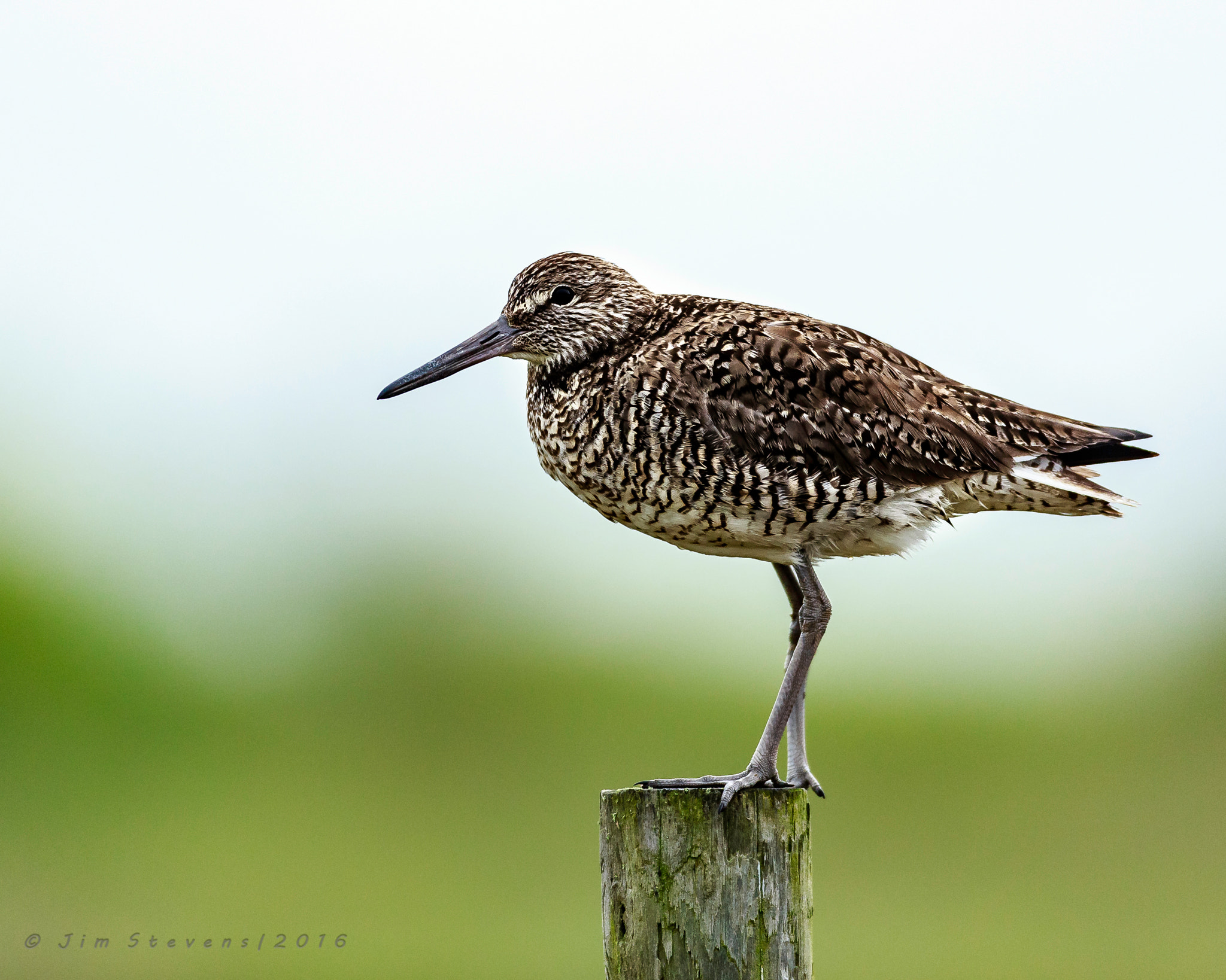 Canon EOS-1D X + Canon EF 600mm f/4L IS sample photo. Willet on post ad7w2188 photography