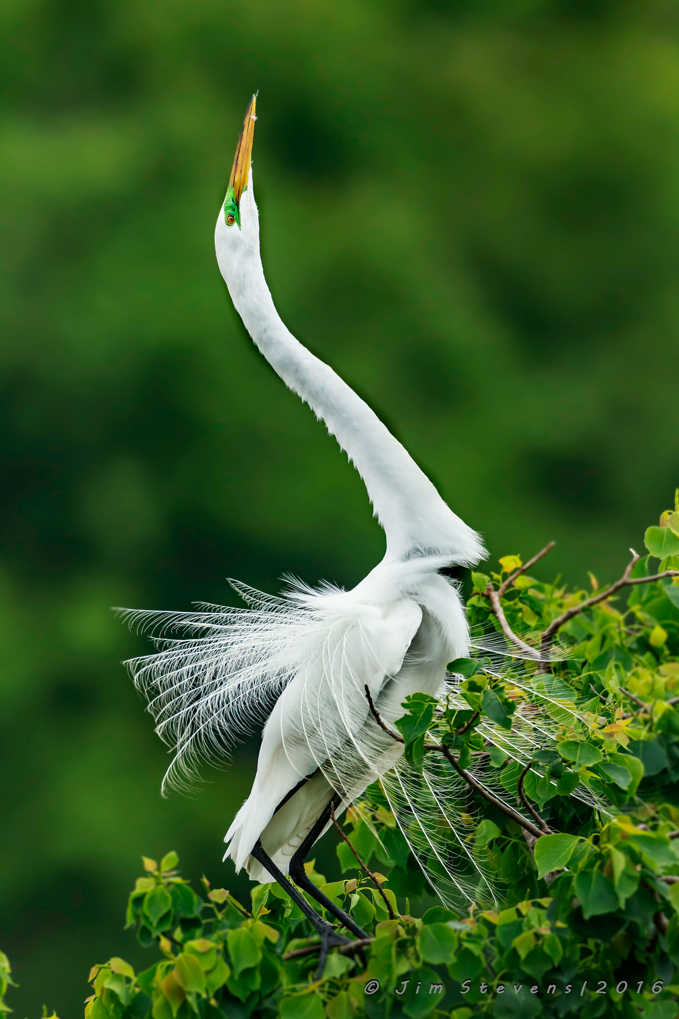 Canon EOS-1D X + Canon EF 600mm F4L IS USM sample photo. Great egret showing off ad7w4674 photography