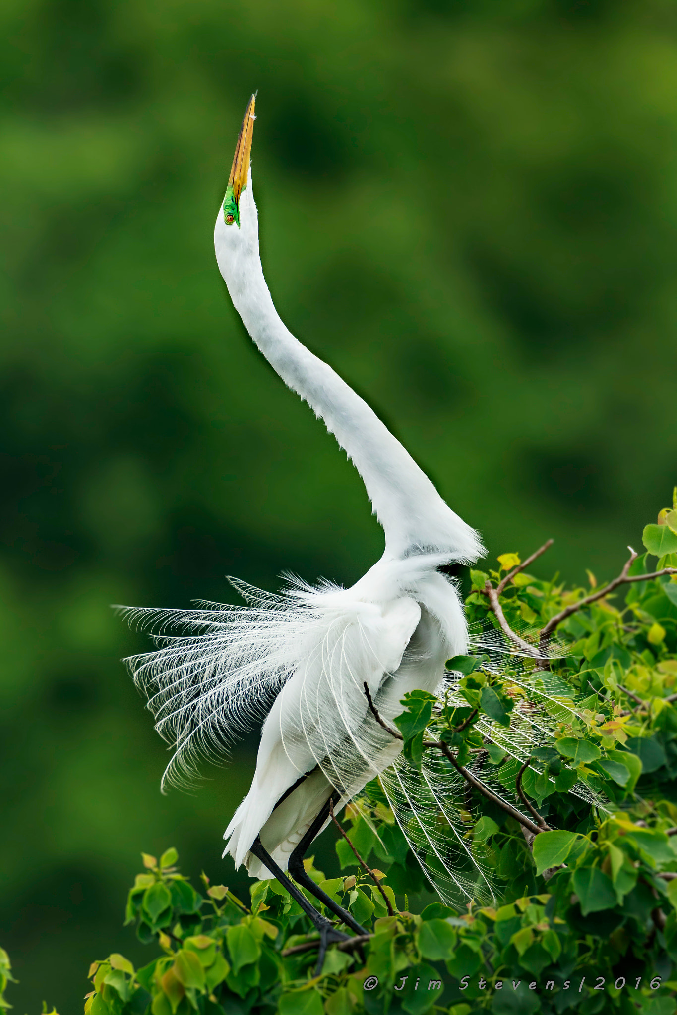 Canon EF 600mm F4L IS USM sample photo. Great egret showing off ad7w4674 photography