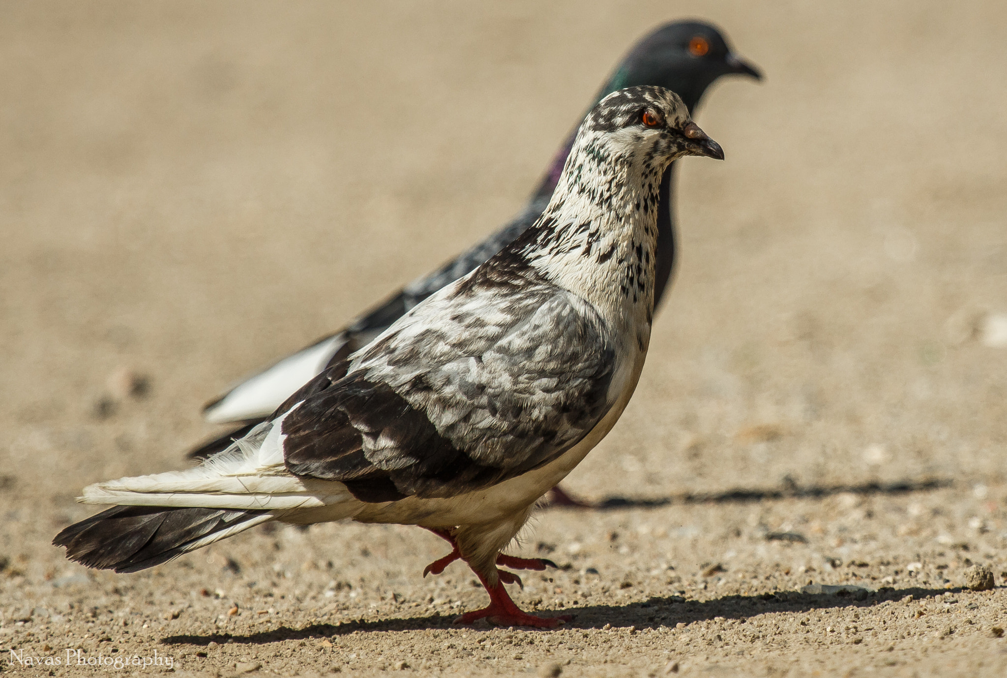 Canon EF 100-400mm F4.5-5.6L IS USM sample photo. Pegion photography