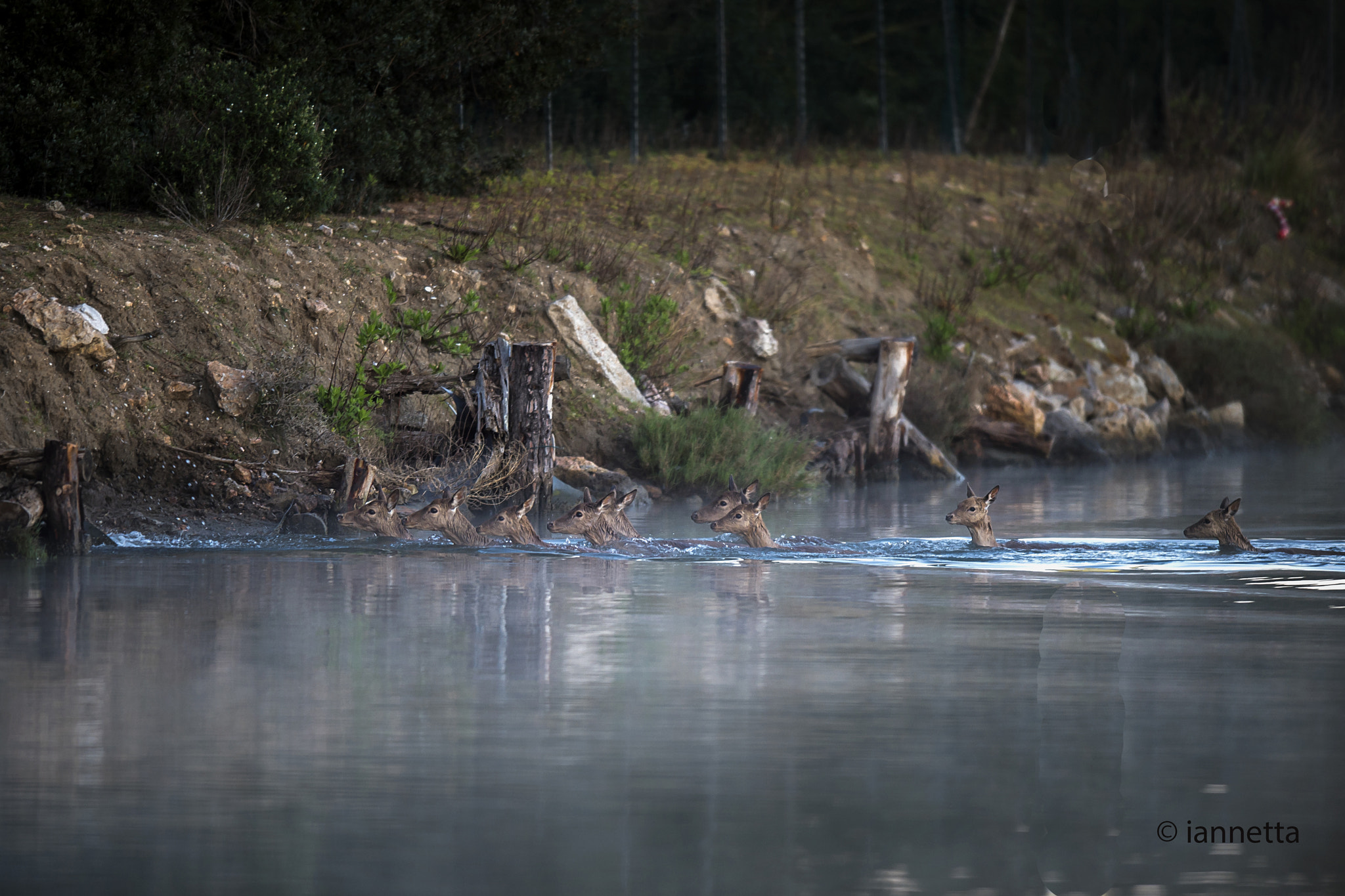 Nikon AF-S Nikkor 400mm F2.8G ED VR II sample photo. Daini guadano il fiume photography