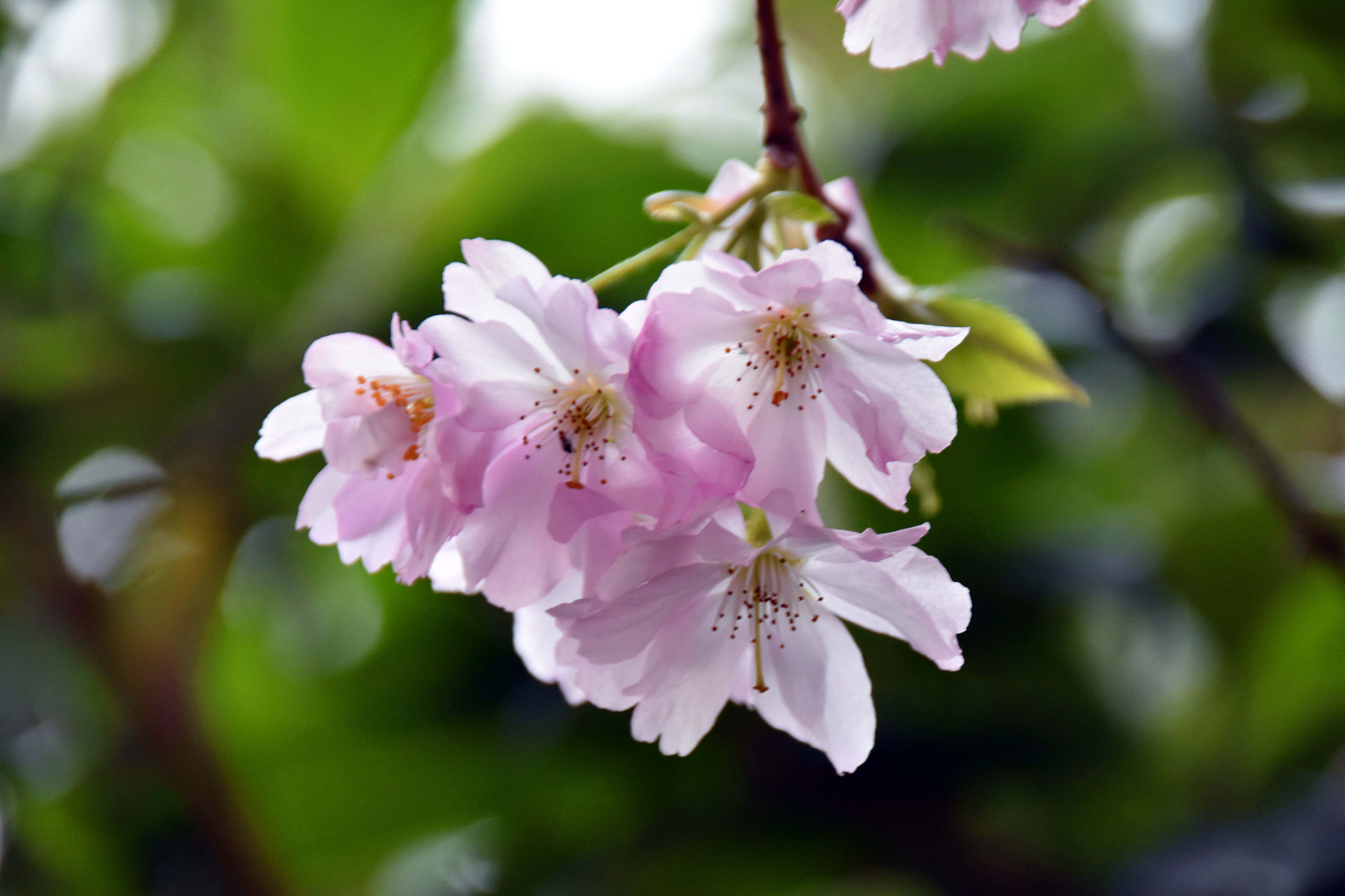 Sigma 18-250mm F3.5-6.3 DC Macro OS HSM sample photo. Prunus serrulata photography