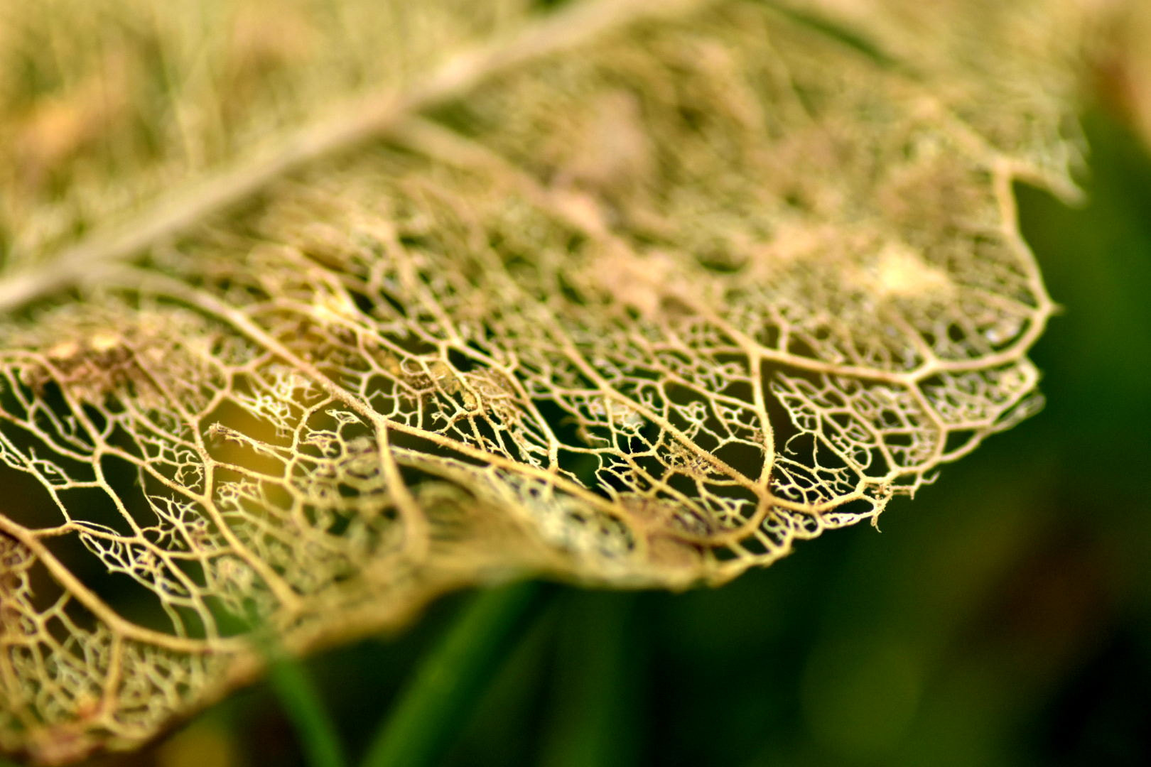 Nikon D7200 + Sigma 105mm F2.8 EX DG Macro sample photo. The leaf photography