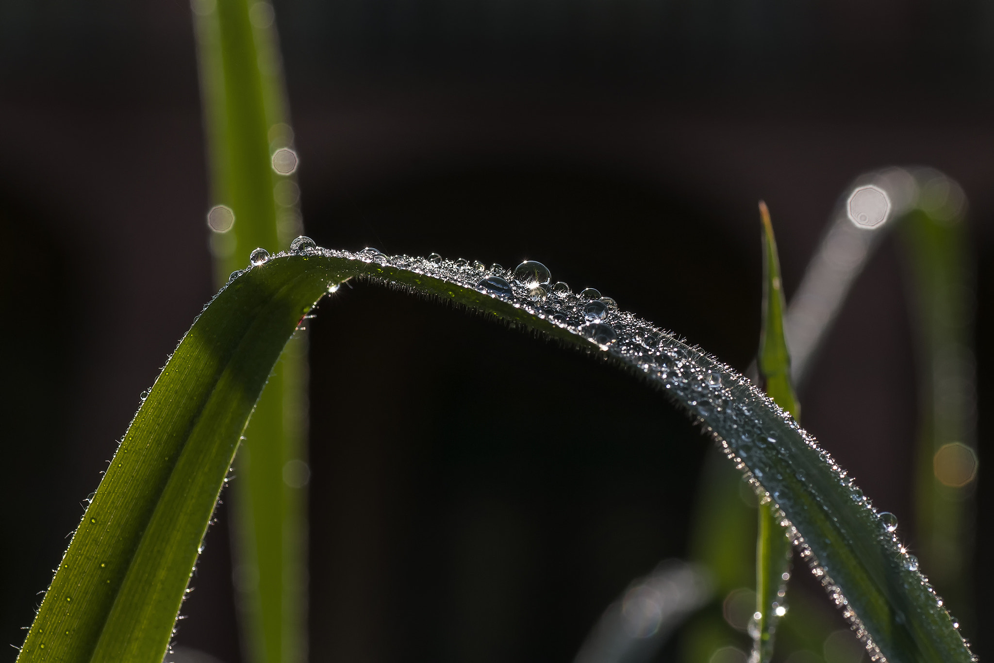 Nikon D300S sample photo. Rugiada photography