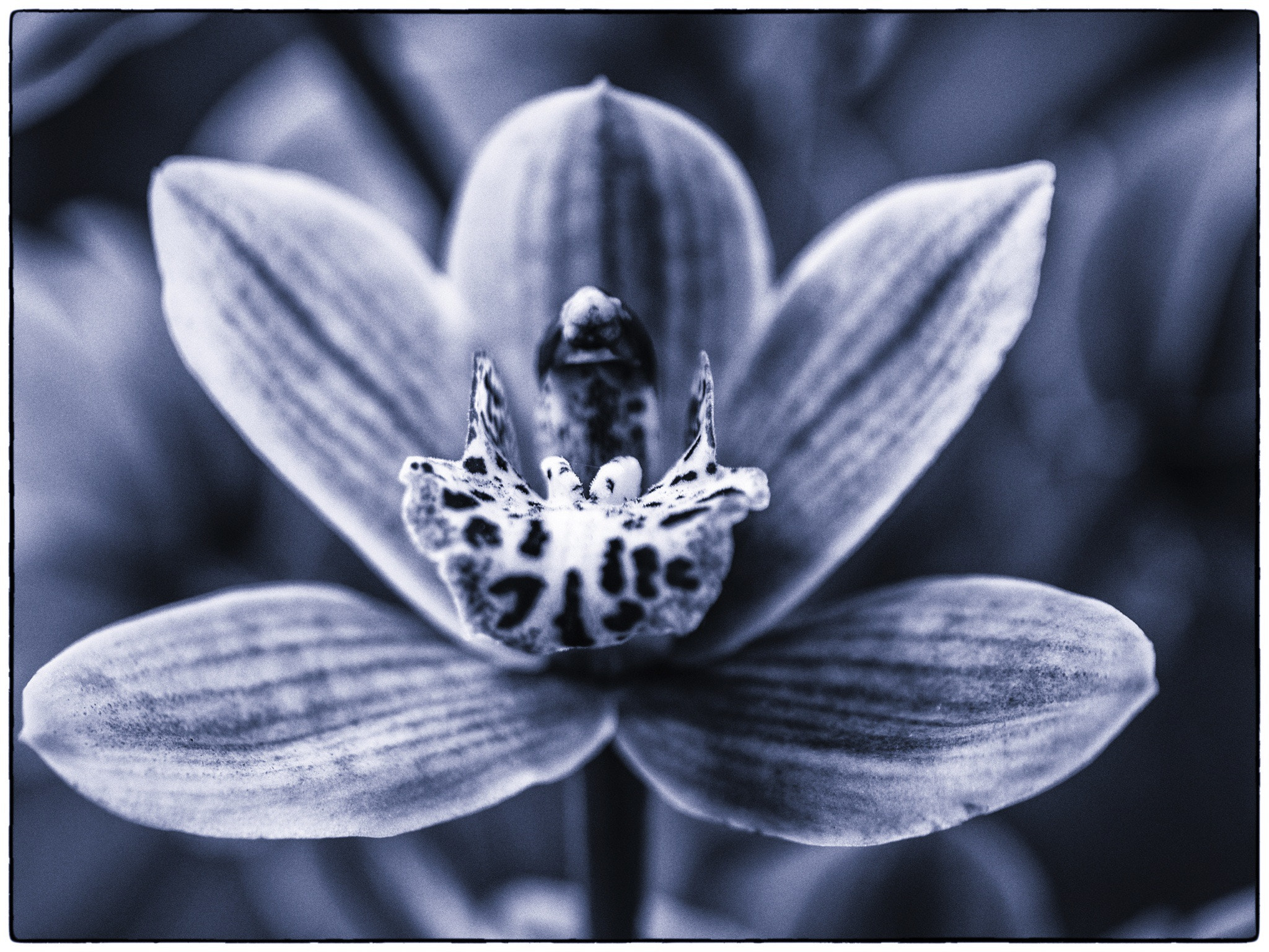 Panasonic Lumix DMC-G5 sample photo. Alien photography