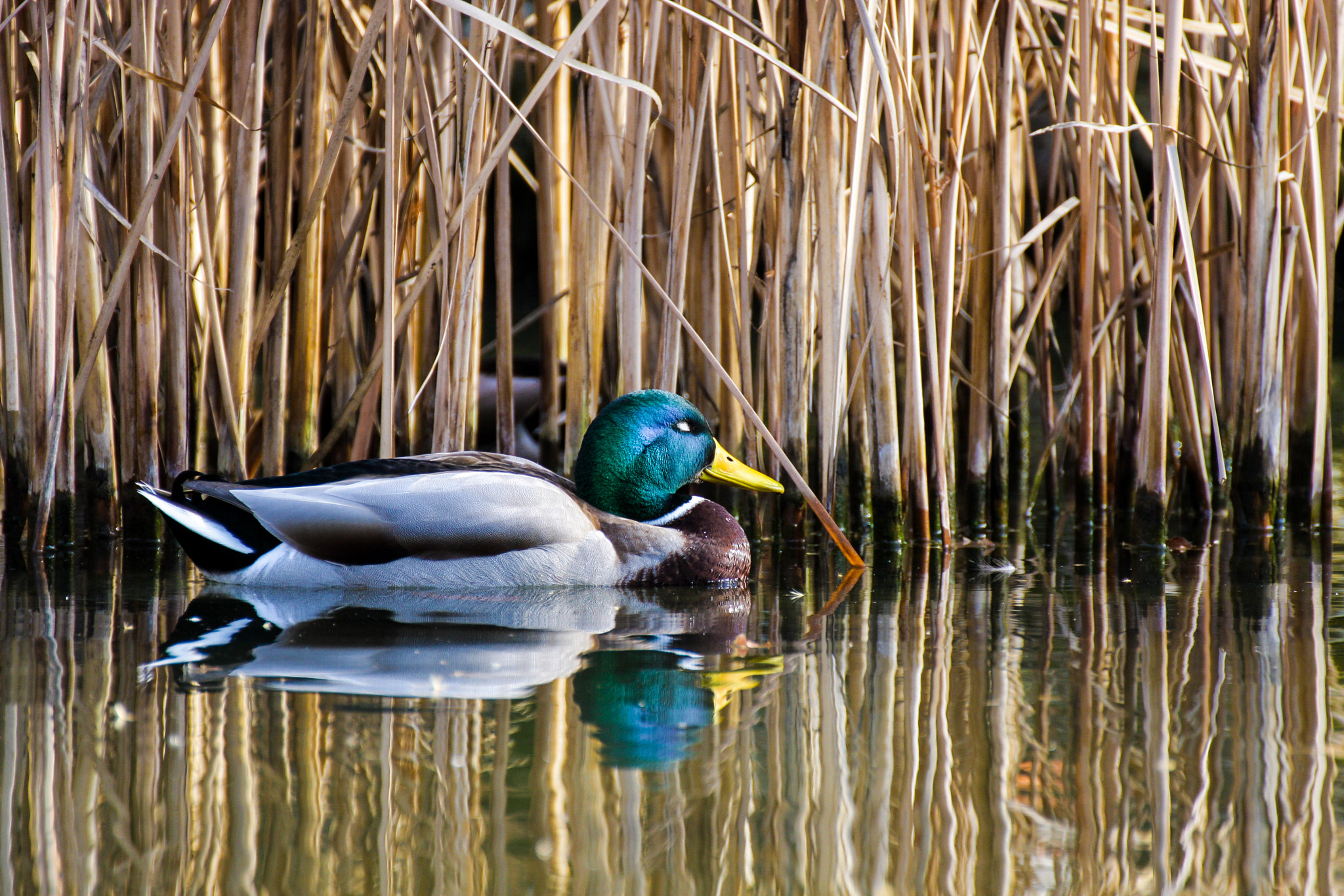 Canon EOS 40D + Tamron SP 35mm F1.8 Di VC USD sample photo. Sleeping duck photography
