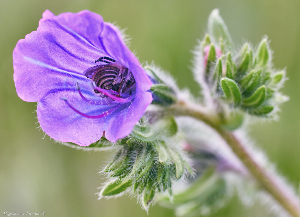 Sony ILCA-77M2 + Tamron SP AF 90mm F2.8 Di Macro sample photo. Bed and breakfast photography