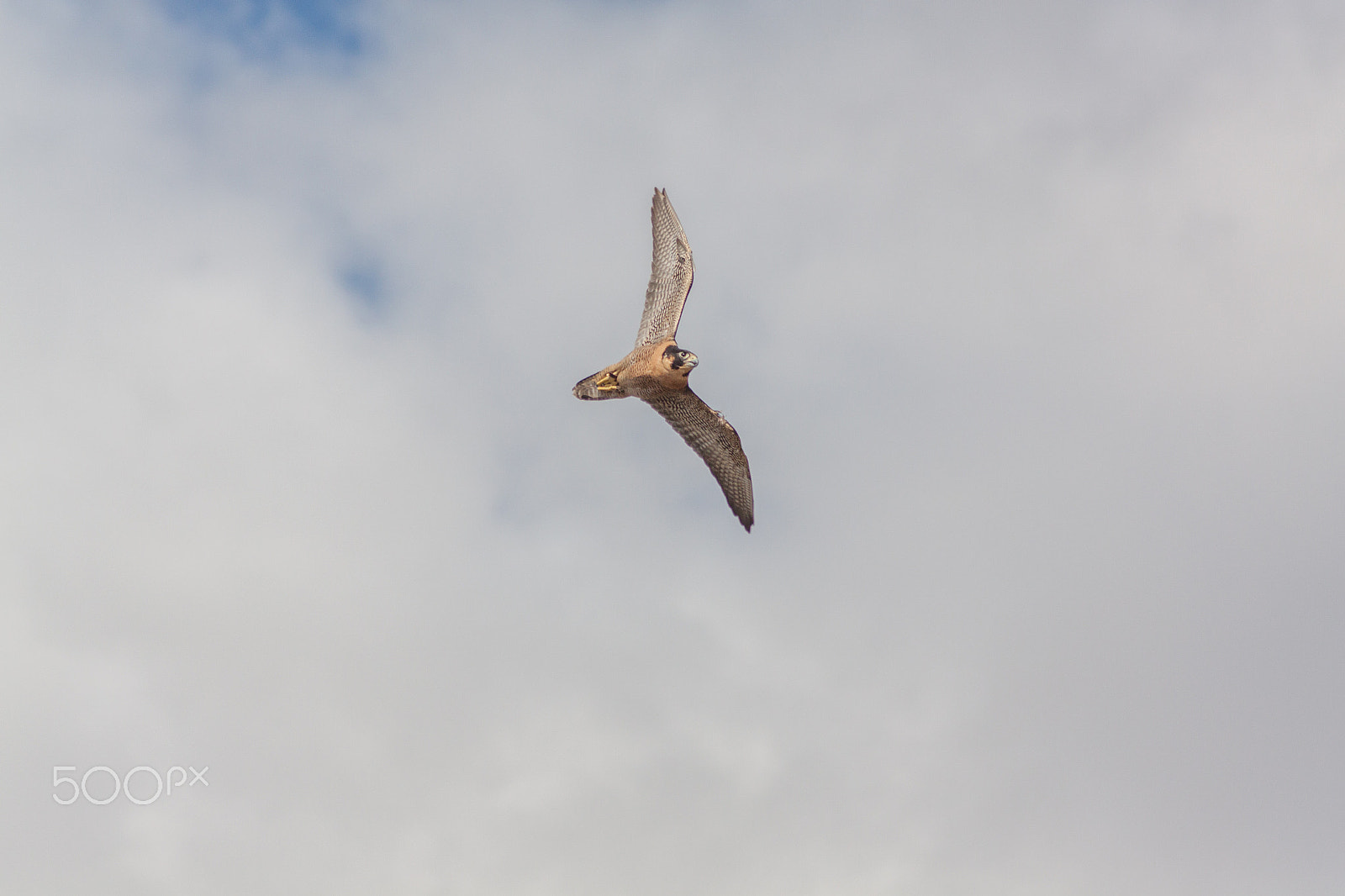 Canon EOS 50D + Canon EF 75-300mm F4.0-5.6 IS USM sample photo. Peregrine falcon in flight photography