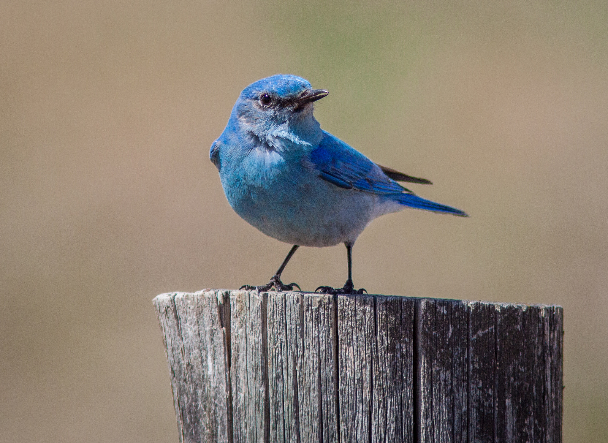 Canon EF 300mm F4L IS USM sample photo. Bluebird podium photography