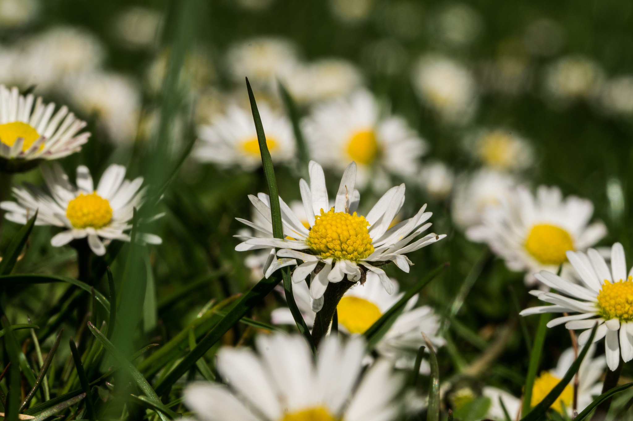 Sony SLT-A58 + 90mm F2.8 Macro SSM sample photo. Sea of flowers photography