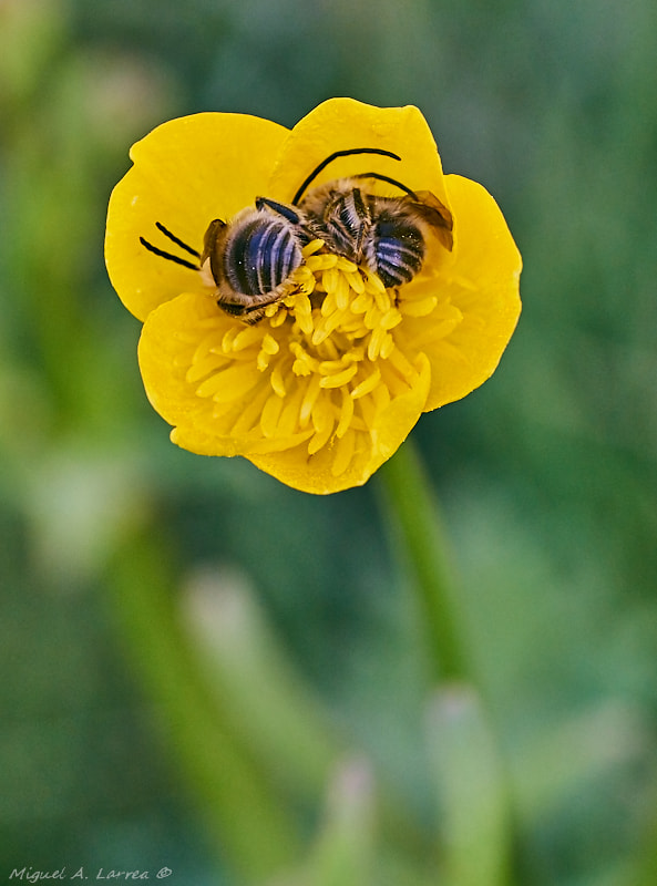 Sony ILCA-77M2 + Tamron SP AF 90mm F2.8 Di Macro sample photo. Double room photography