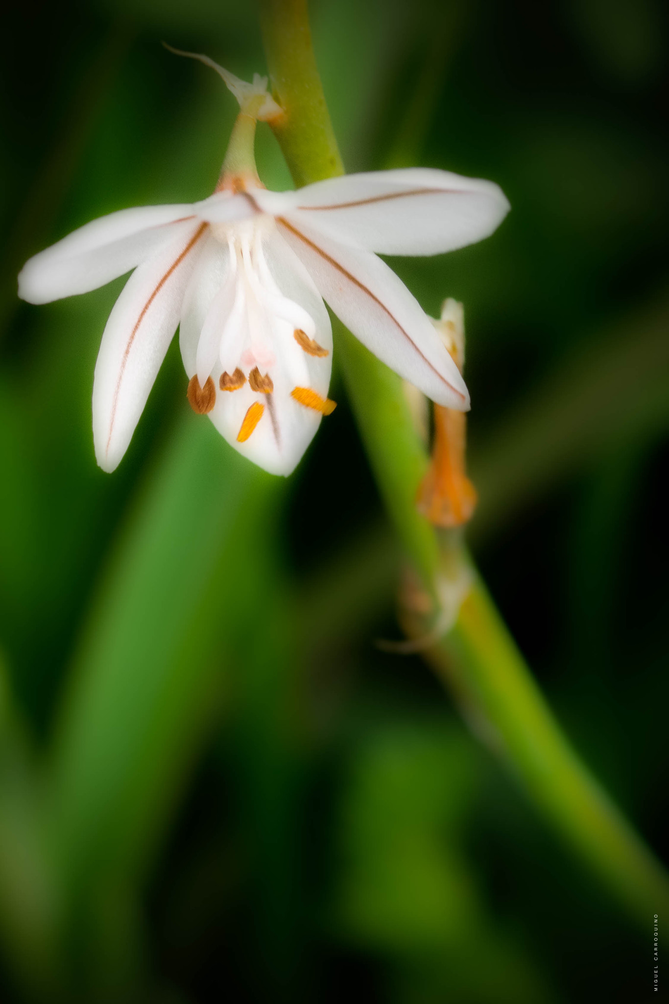 Sigma 105mm F2.8 EX DG Macro sample photo. Spring photography