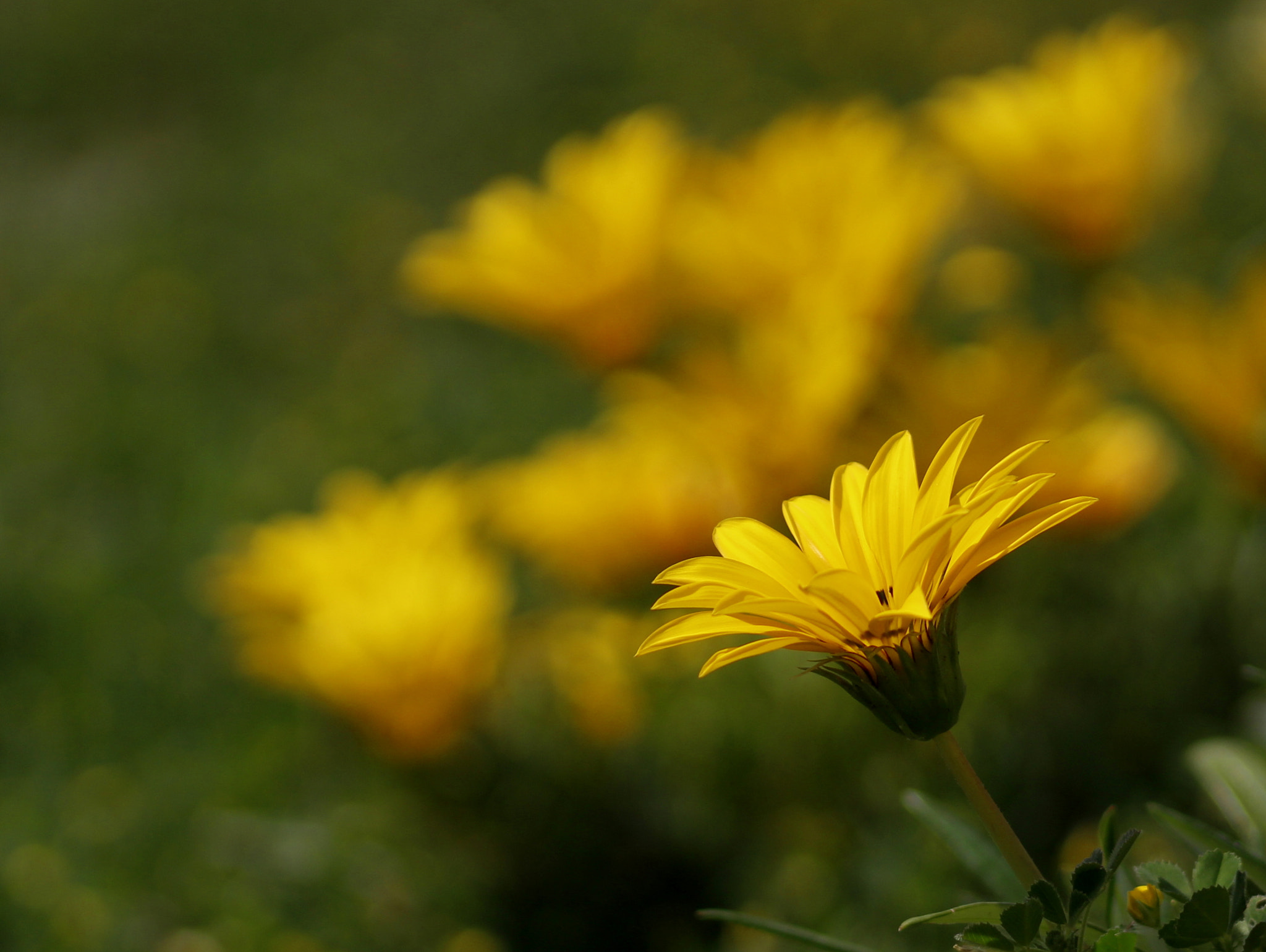 Canon EF 35-80mm f/4-5.6 sample photo. Bujacs photography