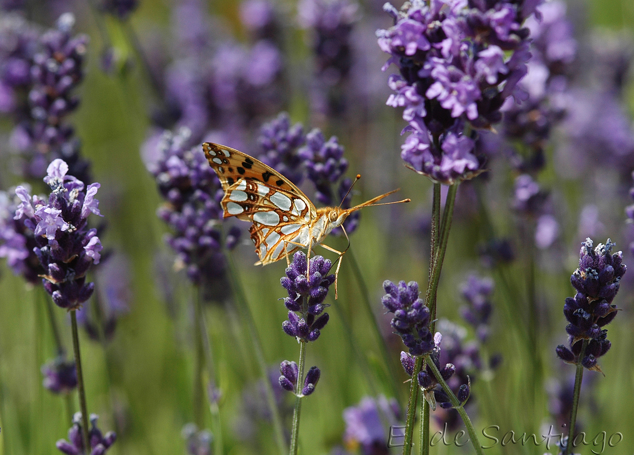 Nikon D70 sample photo. Issoria lathonia e photography