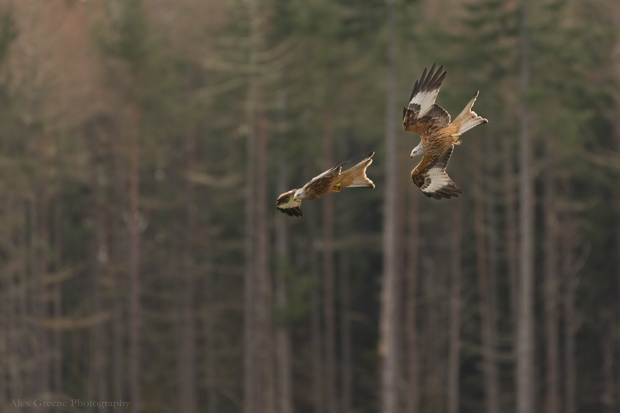 Nikon AF-S Nikkor 200-500mm F5.6E ED VR sample photo. Red kites diving photography