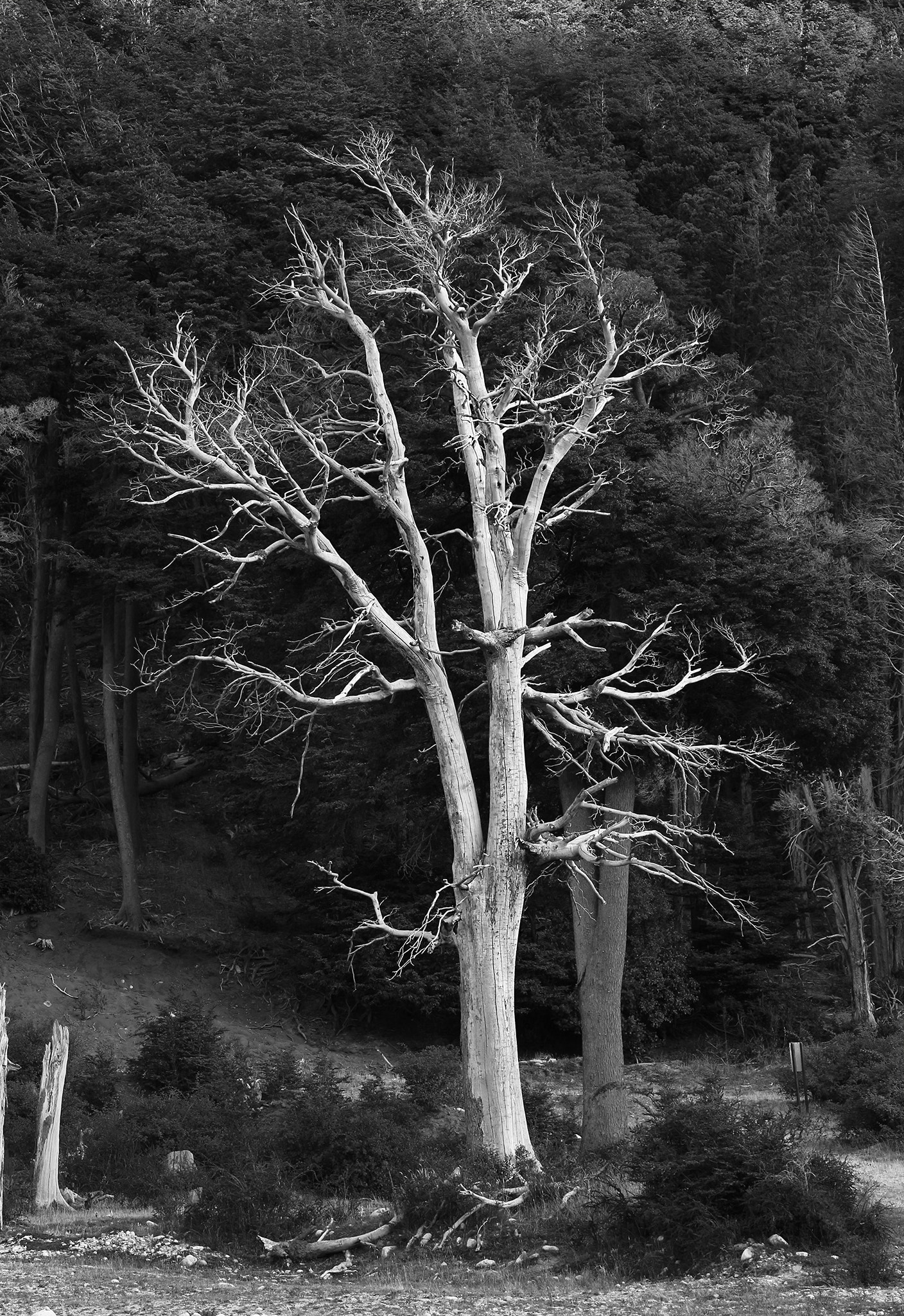 Canon EOS 650D (EOS Rebel T4i / EOS Kiss X6i) sample photo. Naturaleza muerta photography