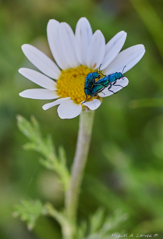 Sony ILCA-77M2 + Tamron SP AF 90mm F2.8 Di Macro sample photo. Springtime ... photography