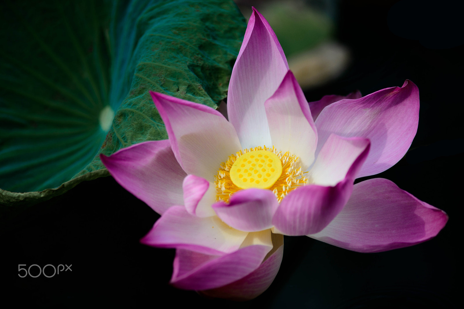 Nikon D800 + AF Nikkor 300mm f/4 IF-ED sample photo. Waterlily photography