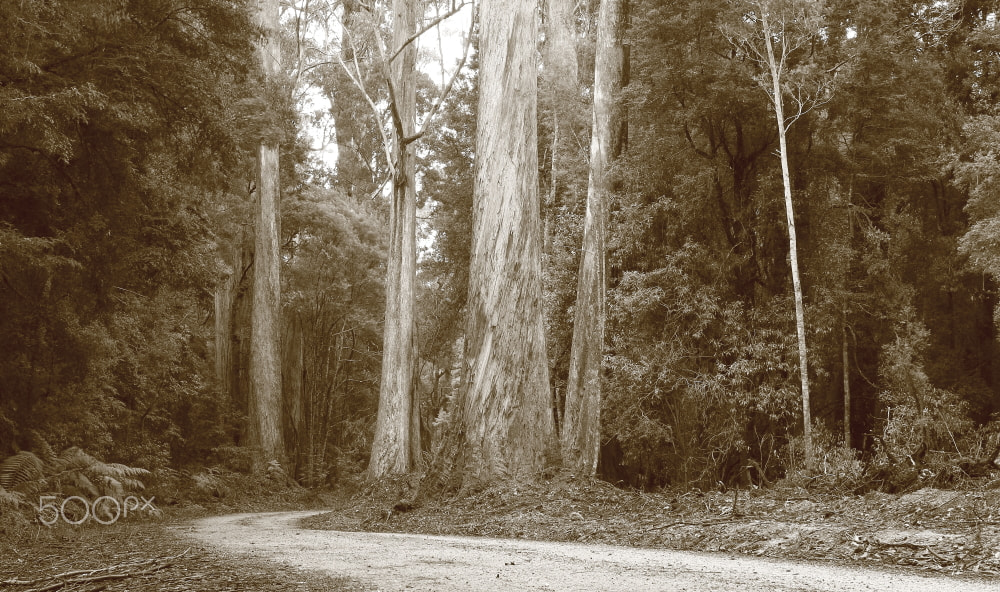 Canon EF-S 18-55mm F3.5-5.6 sample photo. Yesterdays sentinels photography