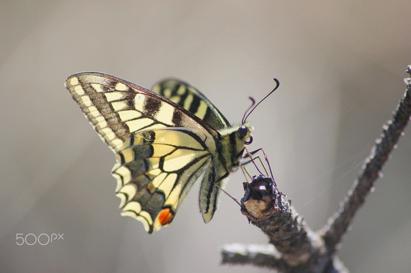 Canon EOS 600D (Rebel EOS T3i / EOS Kiss X5) + Canon 70-300mm sample photo. Another butterfly... photography