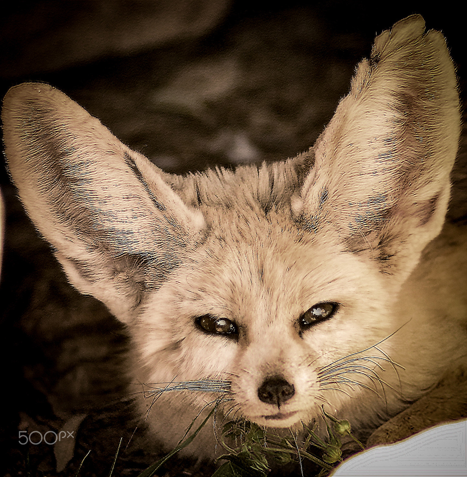 Nikon D800 + AF Nikkor 180mm f/2.8 IF-ED sample photo. Fennec fox face photo photography