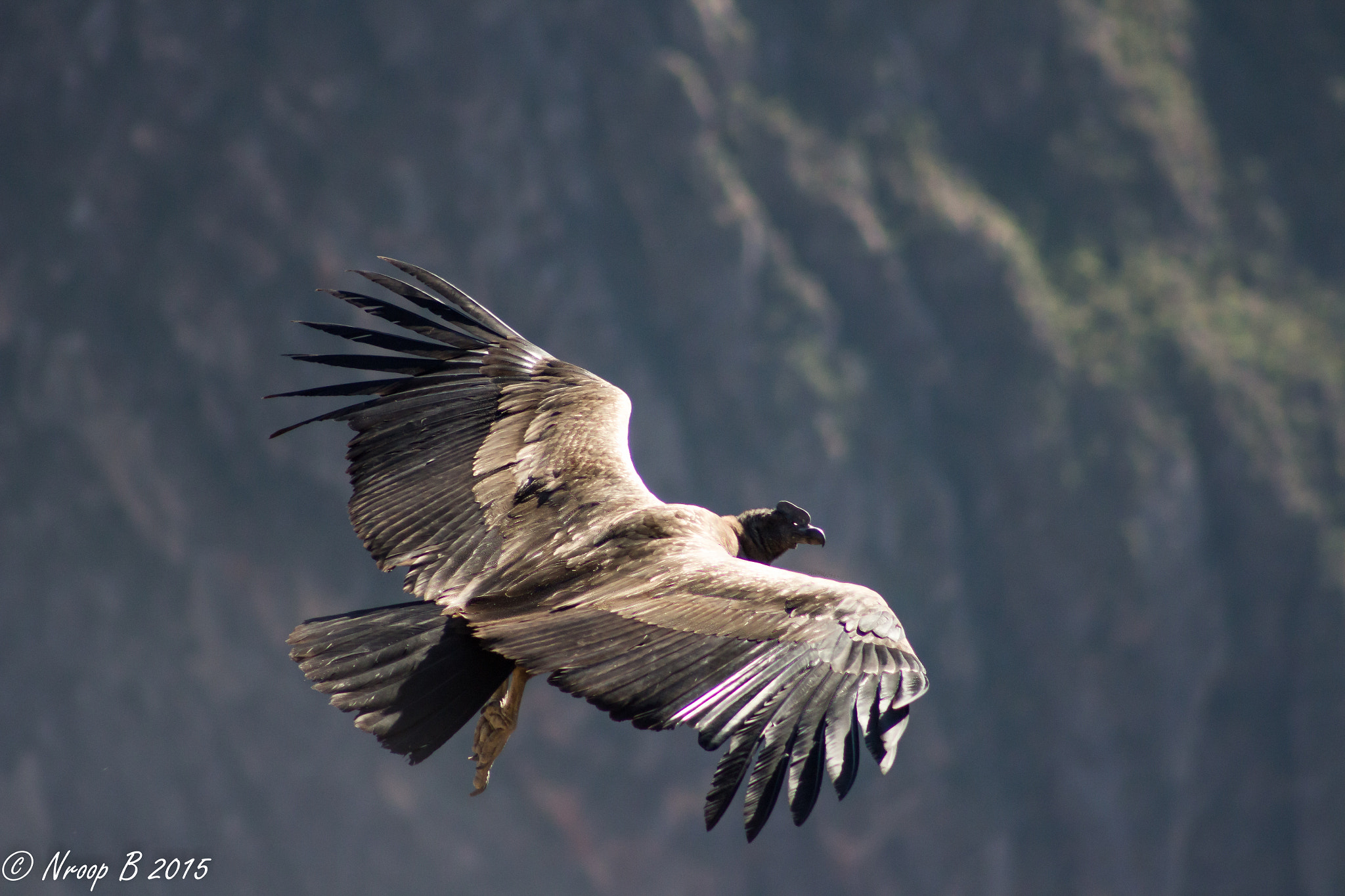 Canon EF 75-300mm f/4-5.6 USM sample photo. Freely gliding andean condors at its best... photography