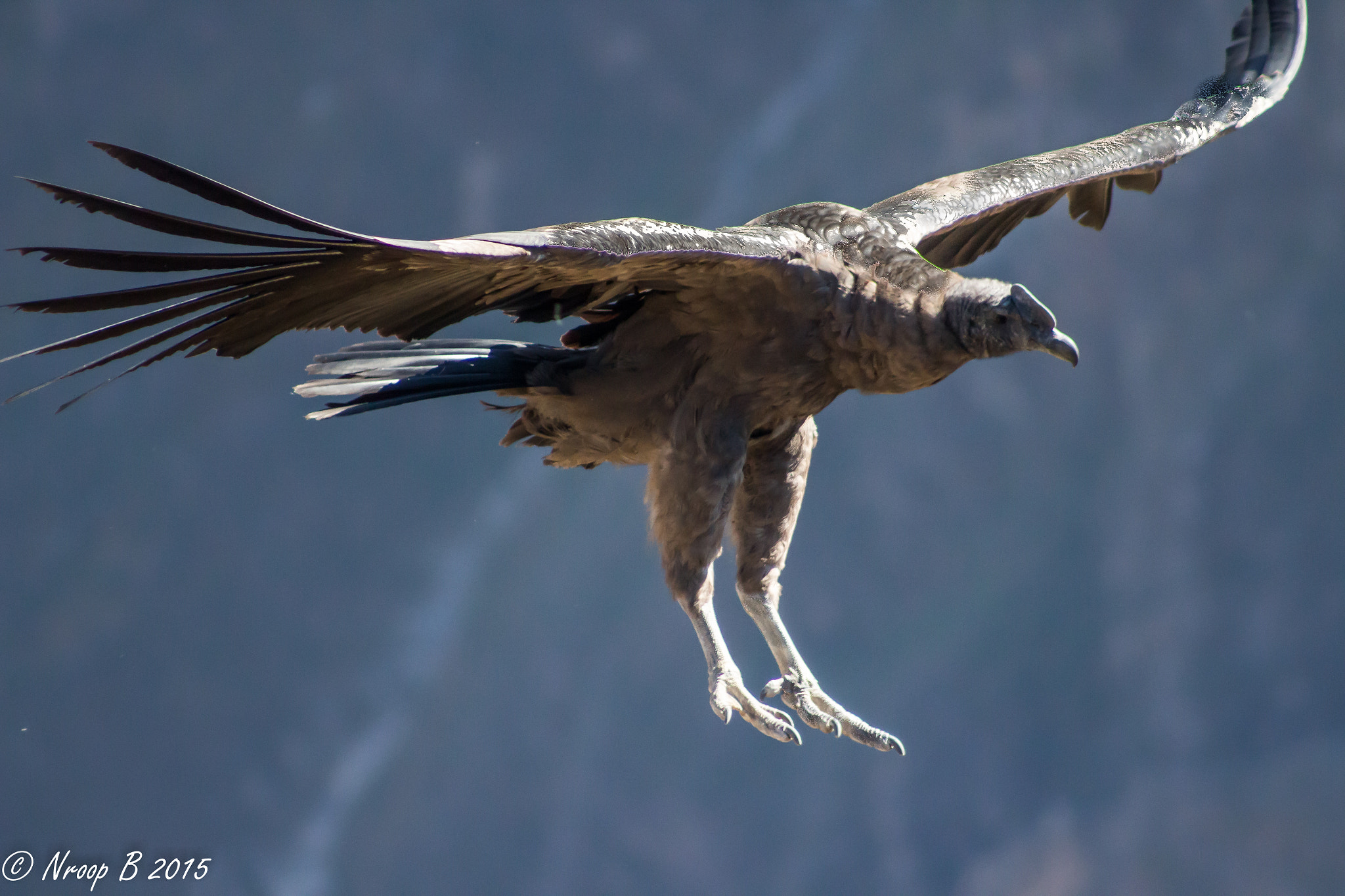 Canon EF 75-300mm f/4-5.6 USM sample photo. Freely gliding andean condors at its best... photography
