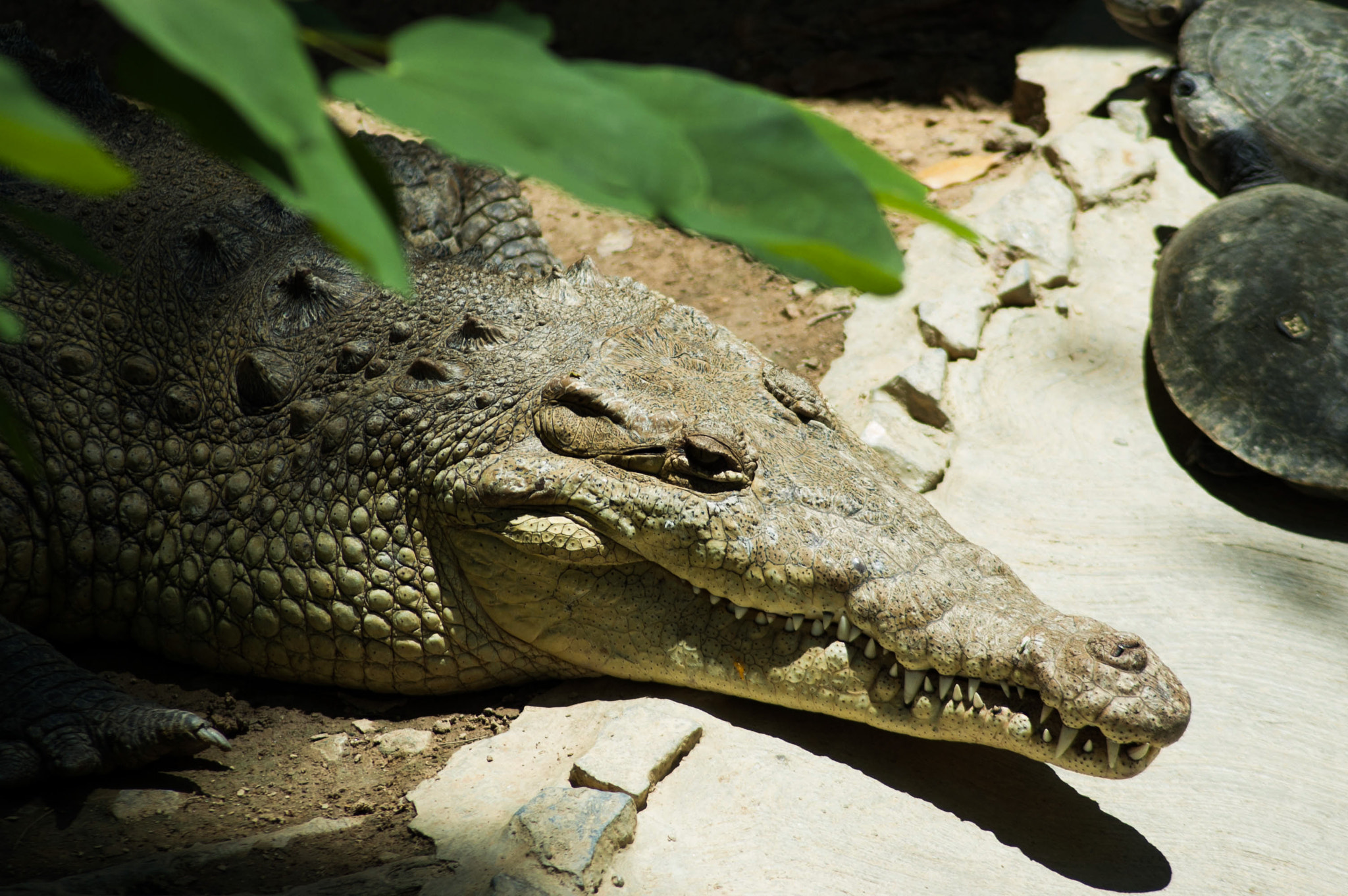 Nikon D70s sample photo. Caiman photography