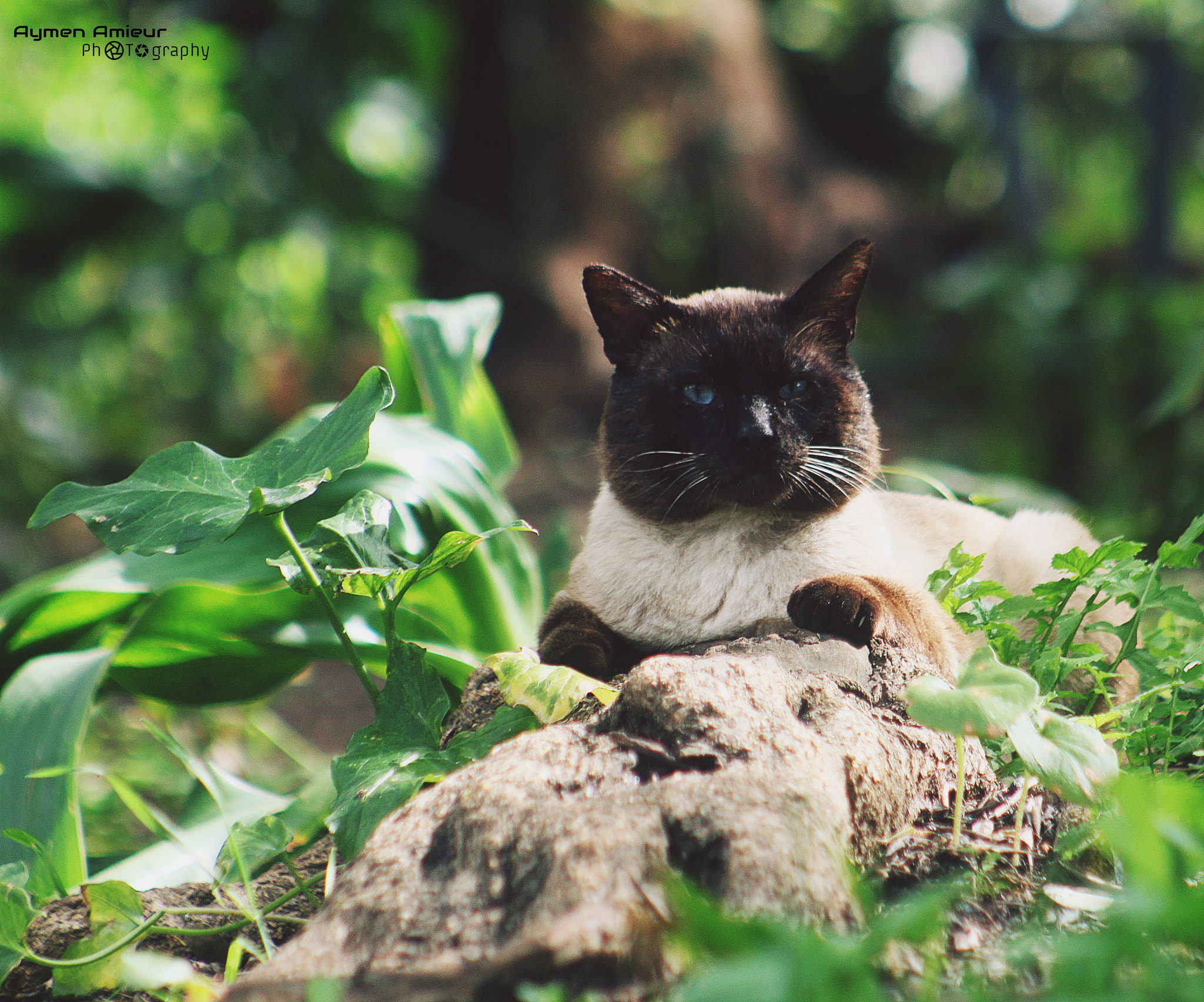 Canon EF 75-300mm f/4-5.6 USM sample photo. Cat photography