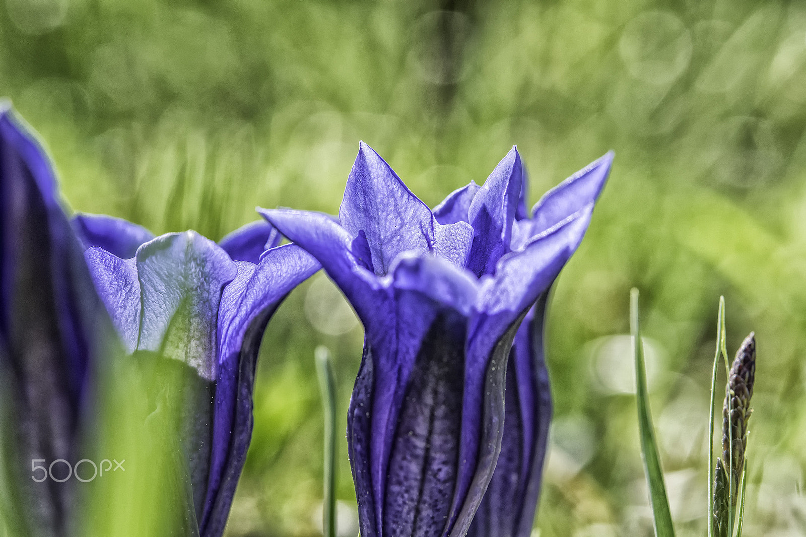 Nikon AF-S Micro-Nikkor 60mm F2.8G ED sample photo. Enzian- gentian-gentiana clusii photography