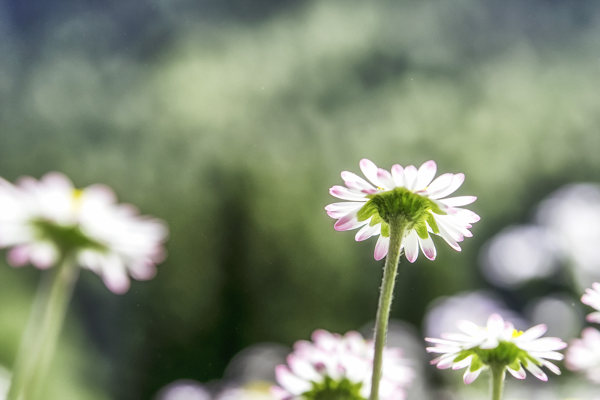Nikon AF-S Micro-Nikkor 60mm F2.8G ED sample photo. Gänseblümchen photography