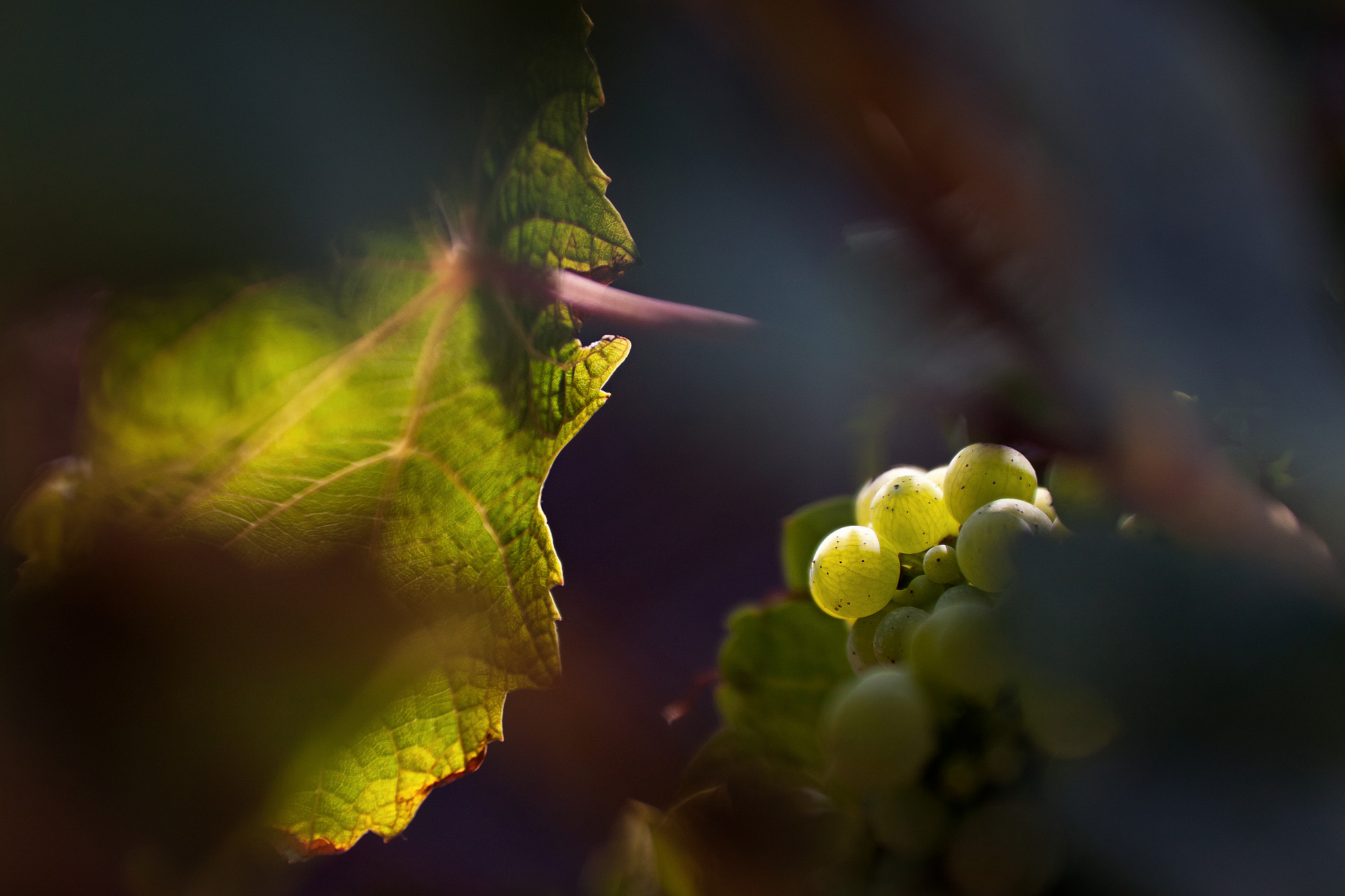 Sigma 70-200mm F2.8 EX DG OS HSM sample photo. Grapes photography