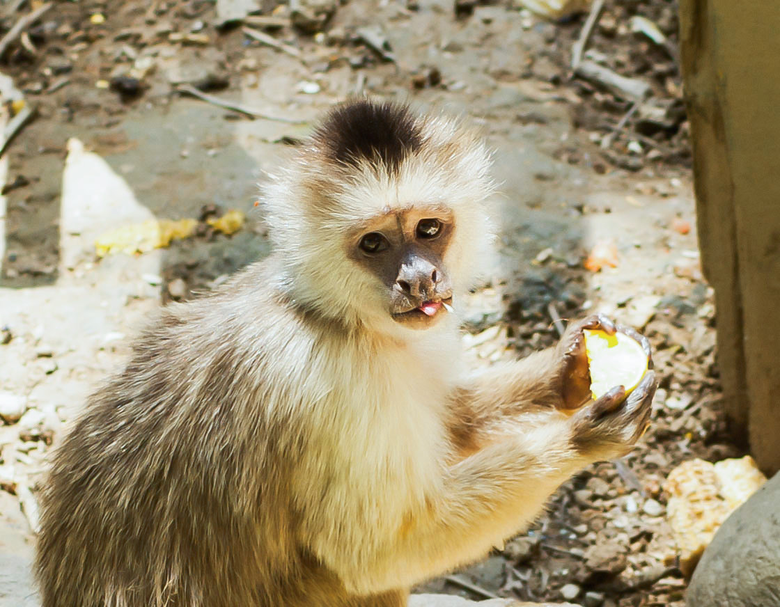 Nikon D70s sample photo. Mono (monkey) photography