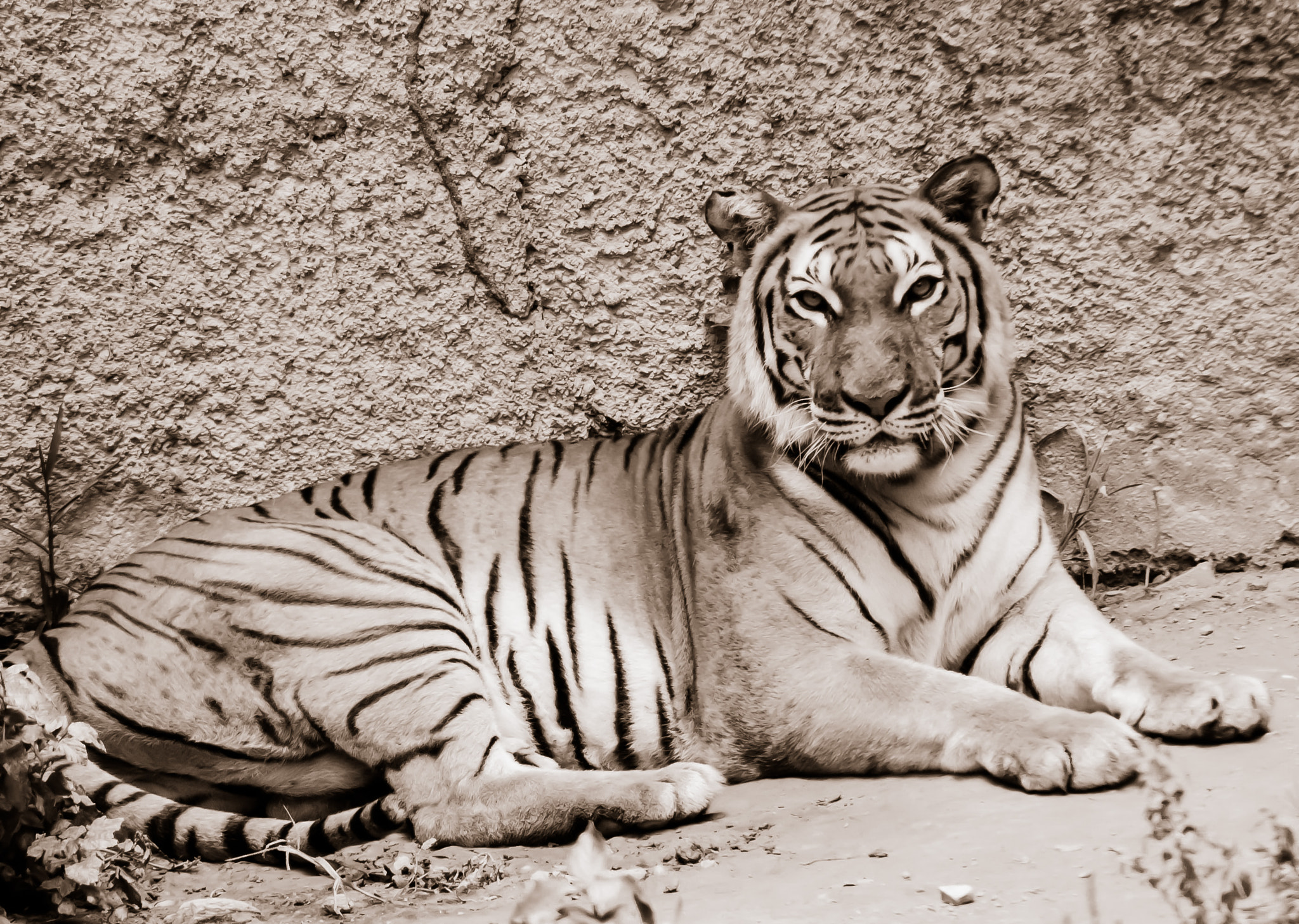 Nikon D70s sample photo. Tigre photography